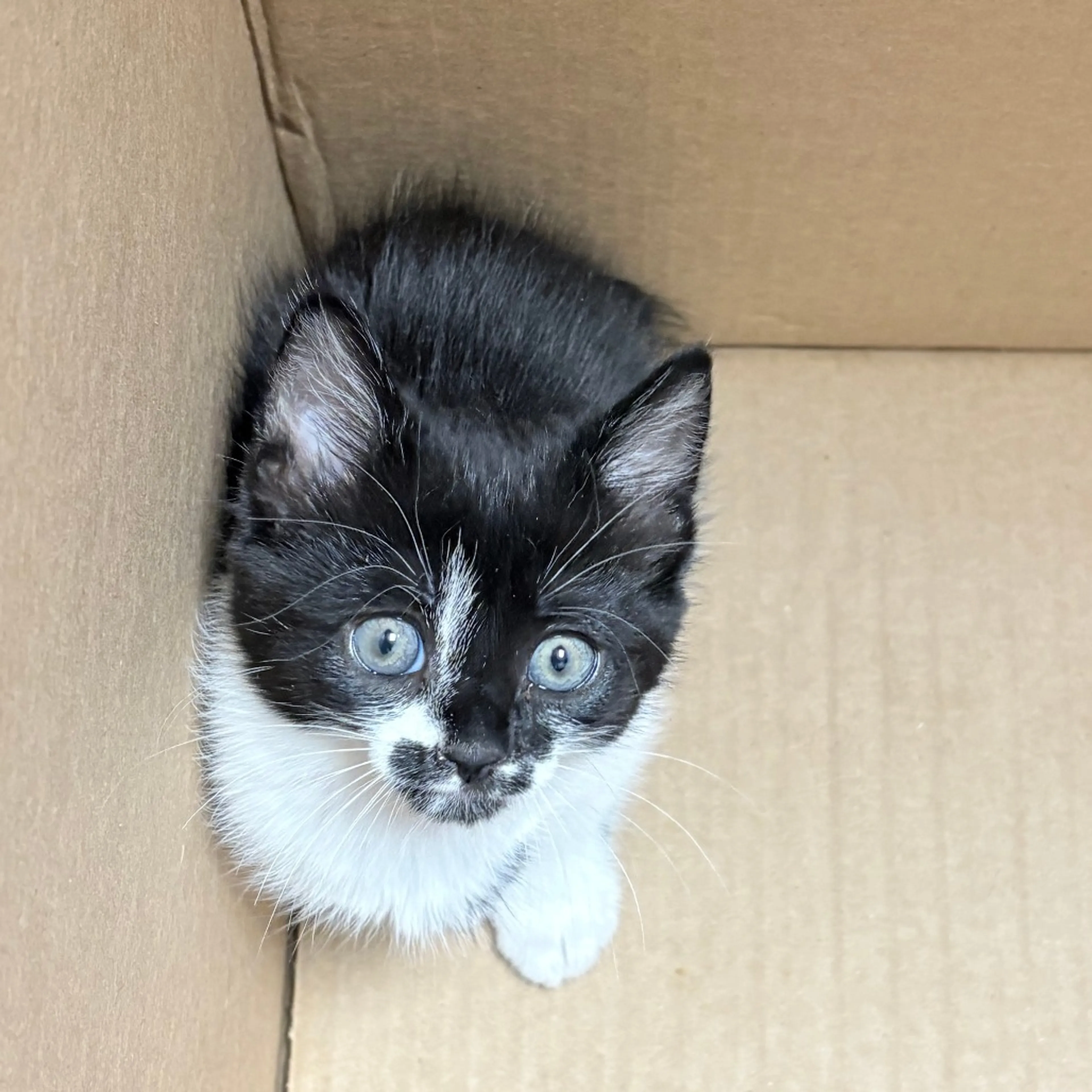 Found pet