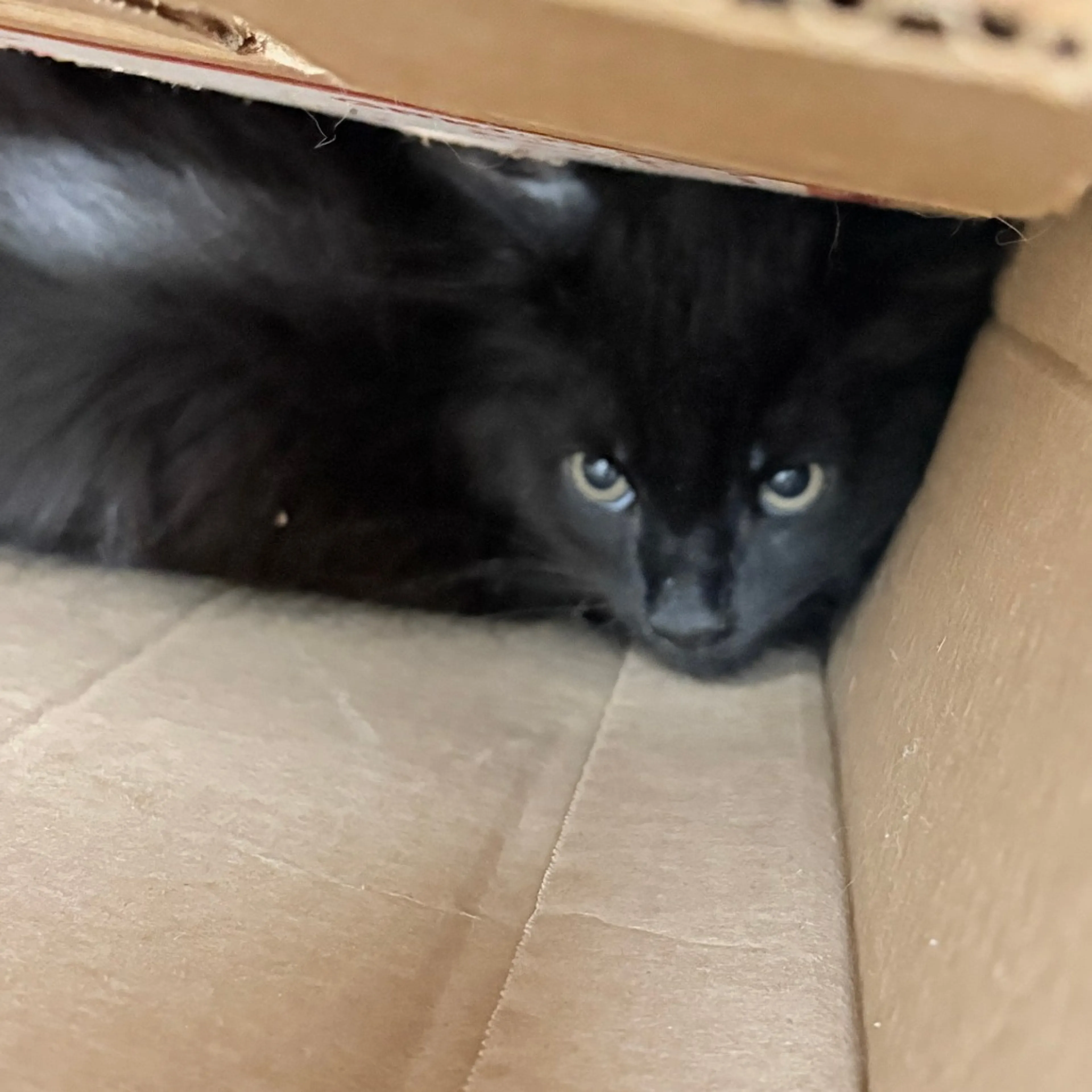Found pet