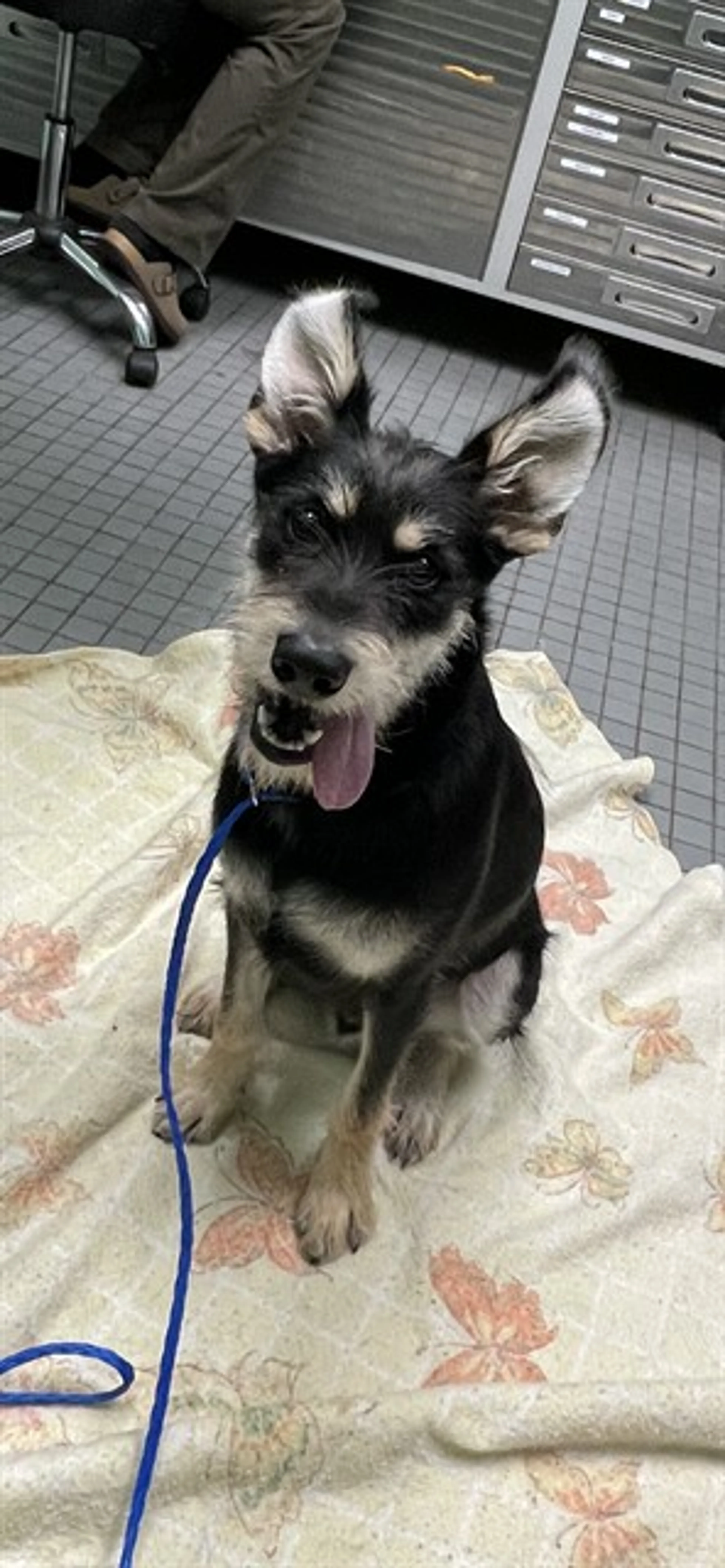 Found pet