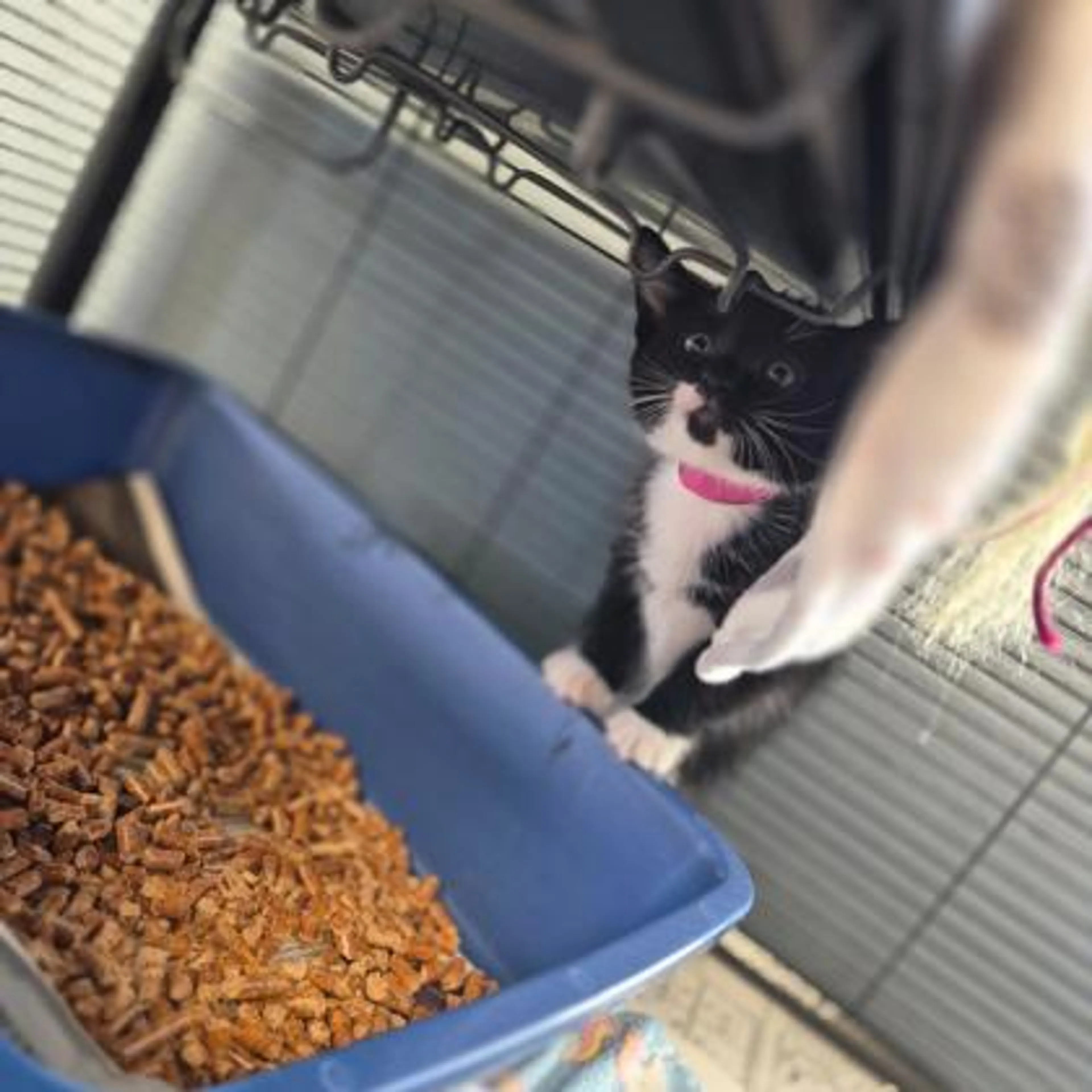 Found pet