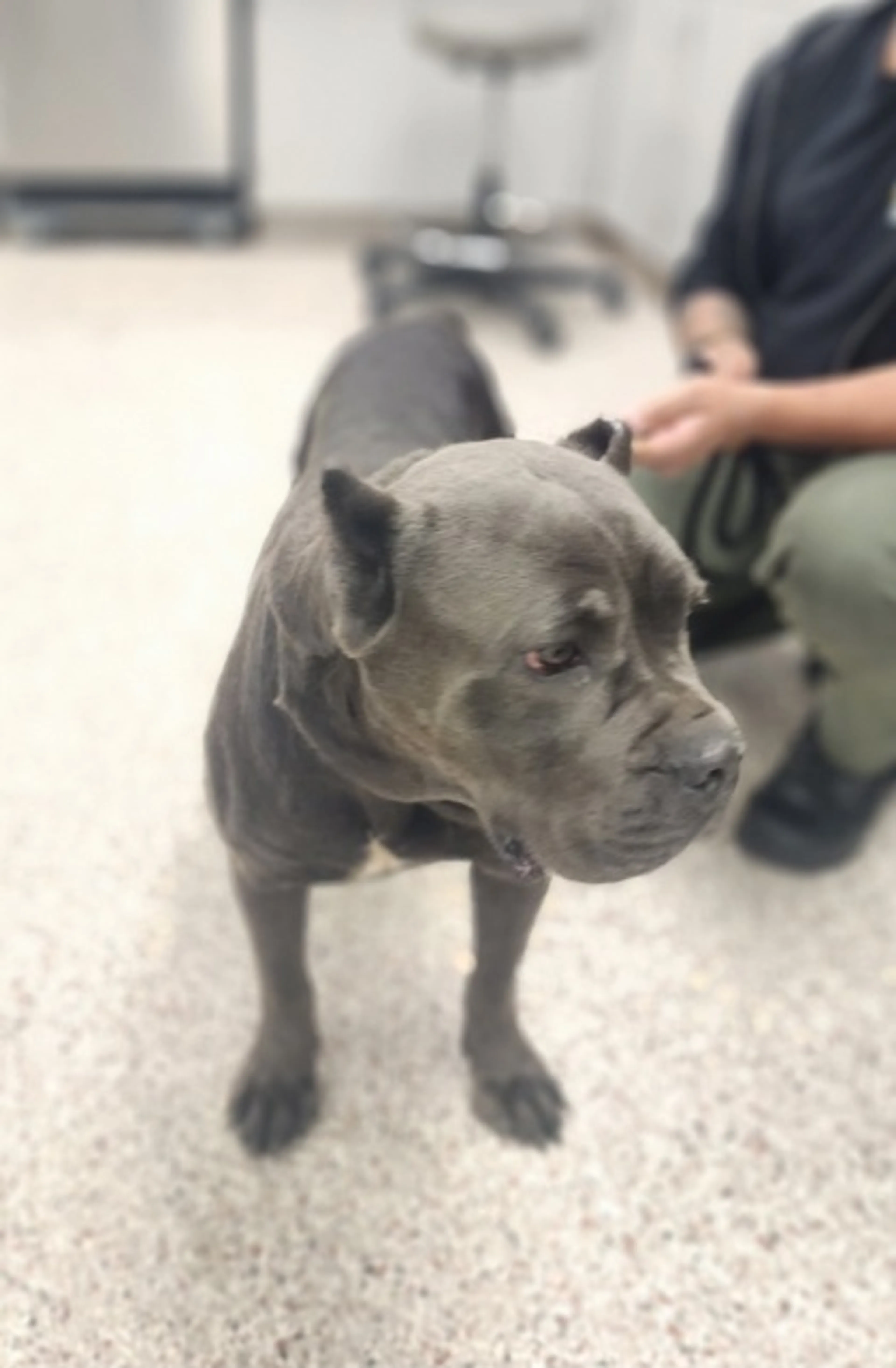 Found pet-1