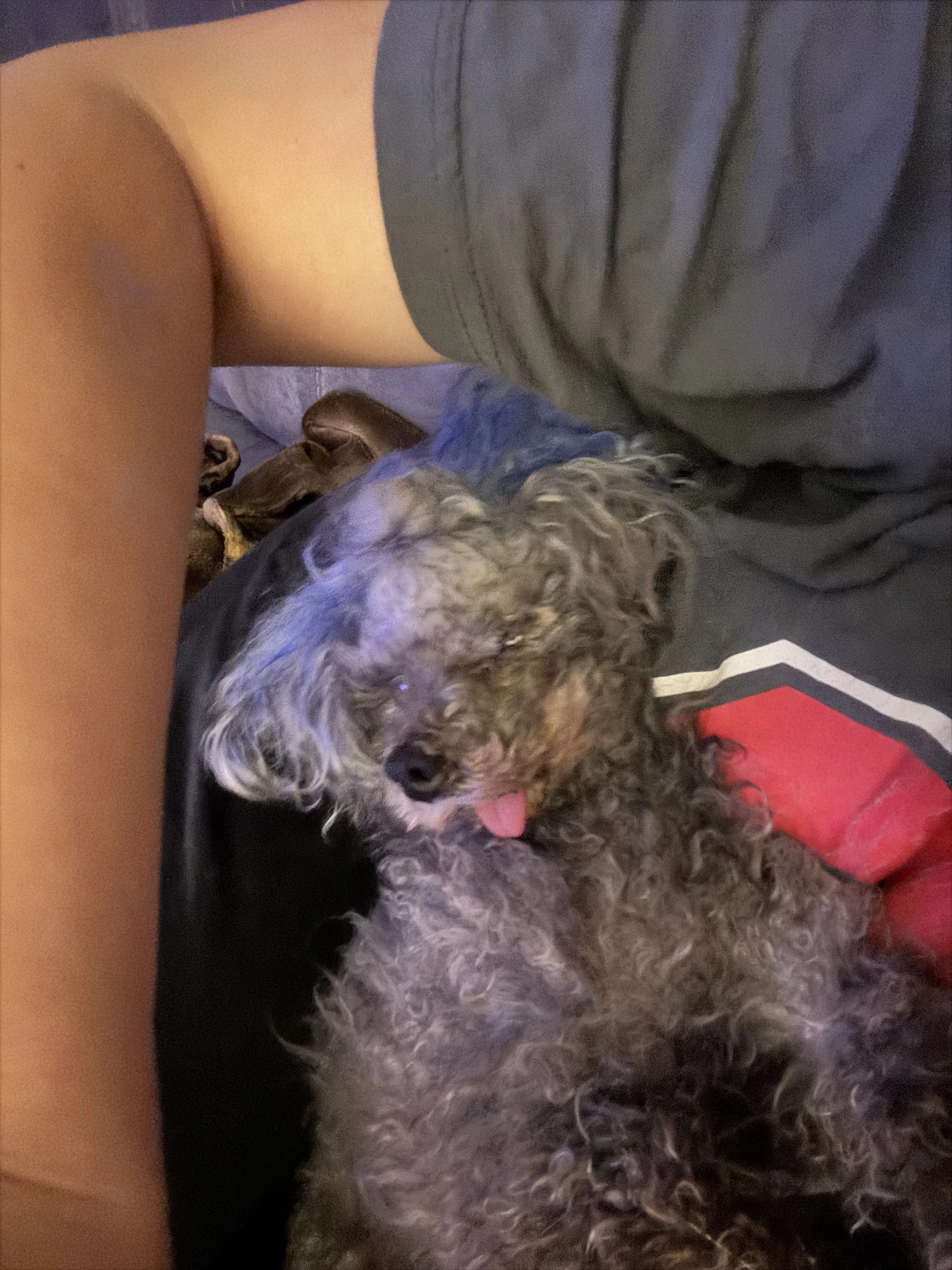 Lost pet-2