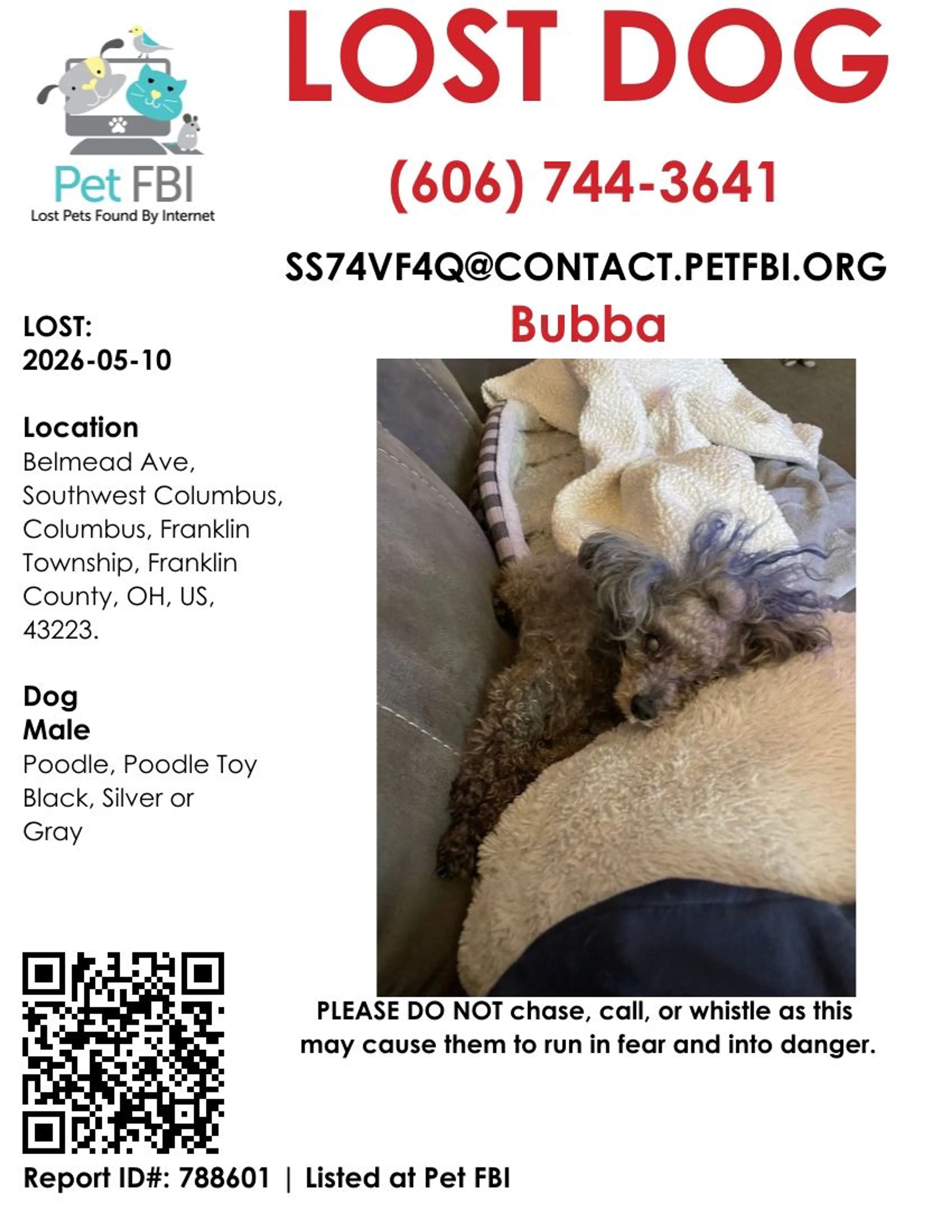 Lost pet-3