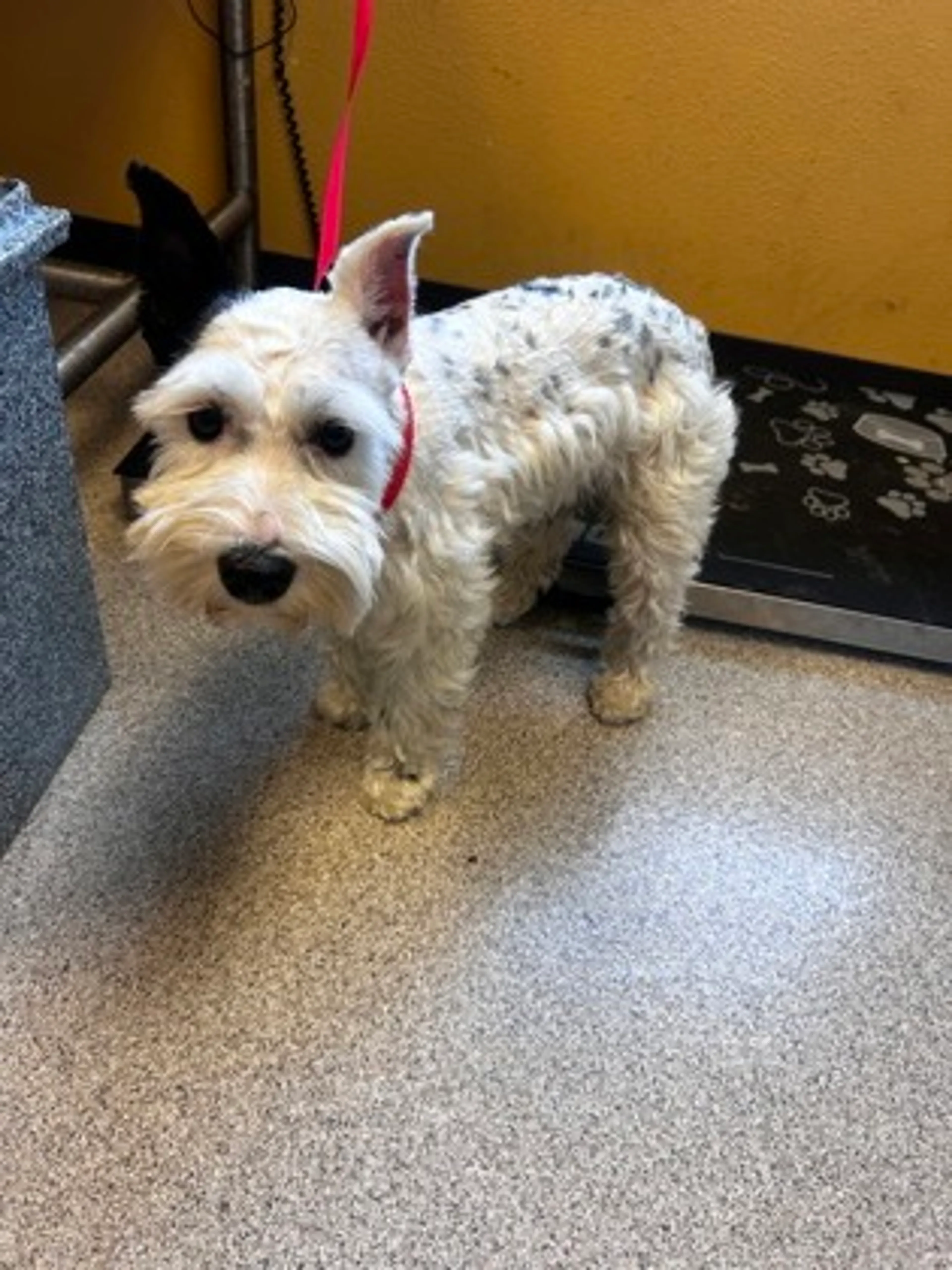 Found pet