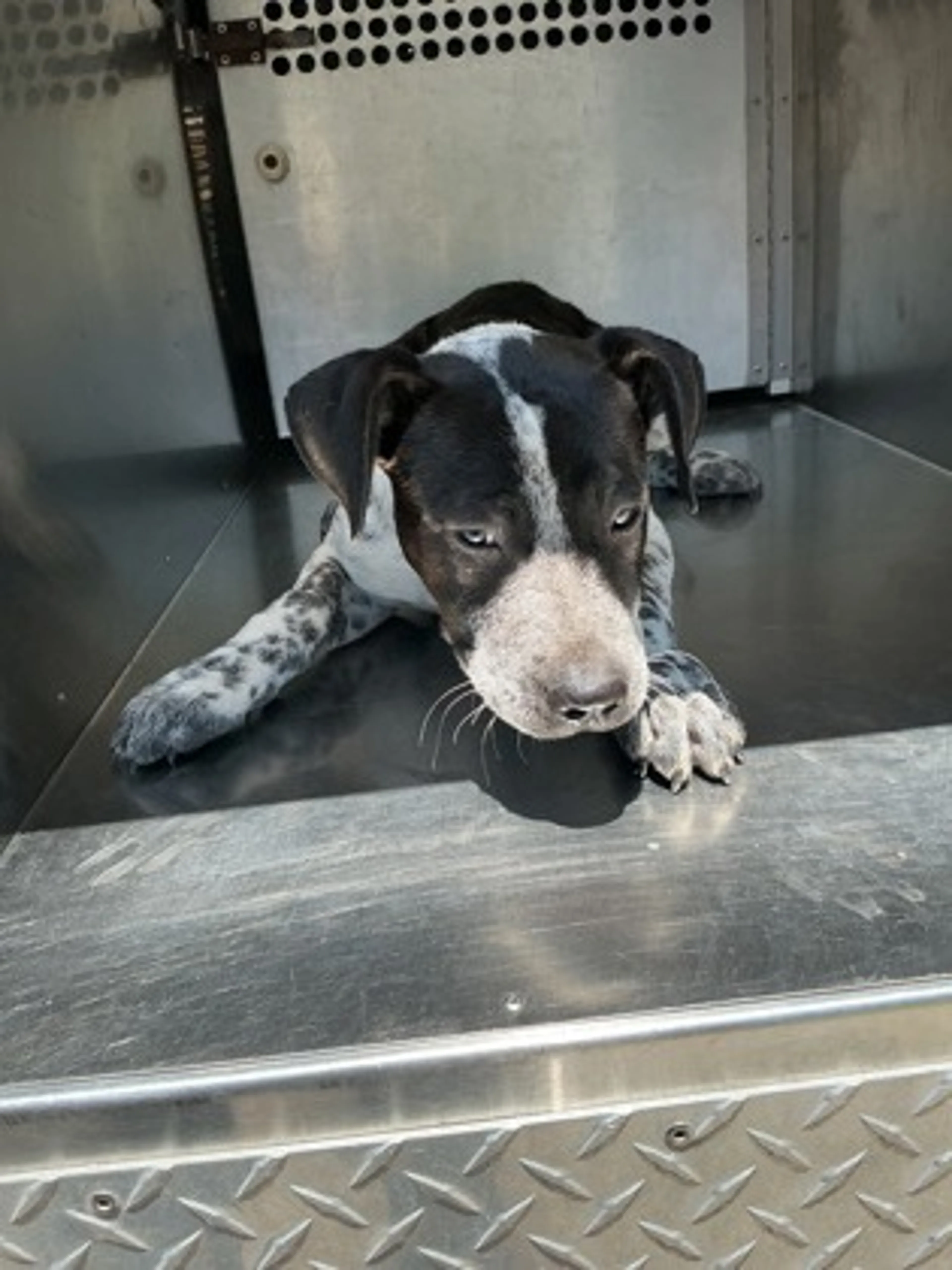 Found pet