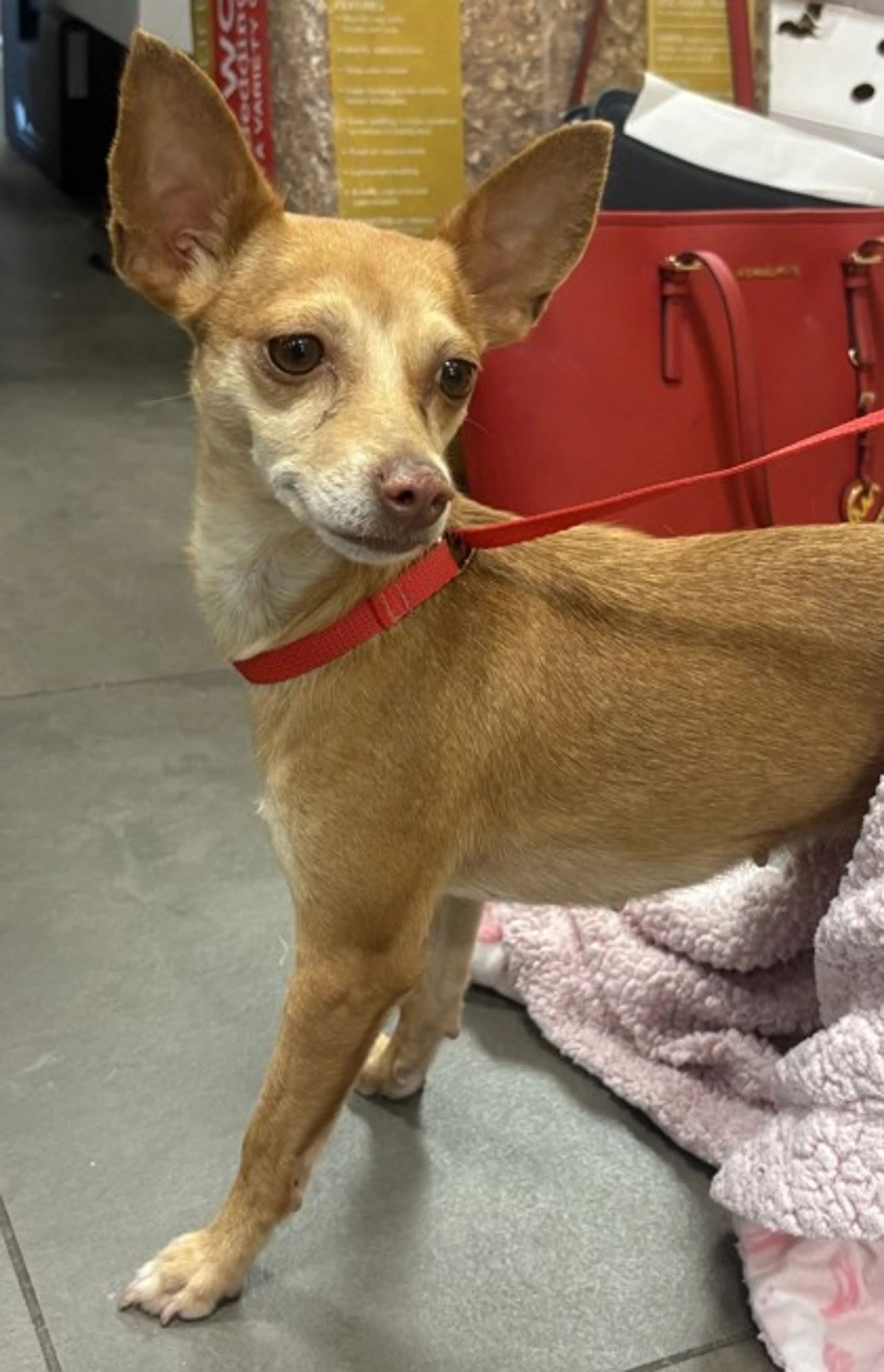 Found pet