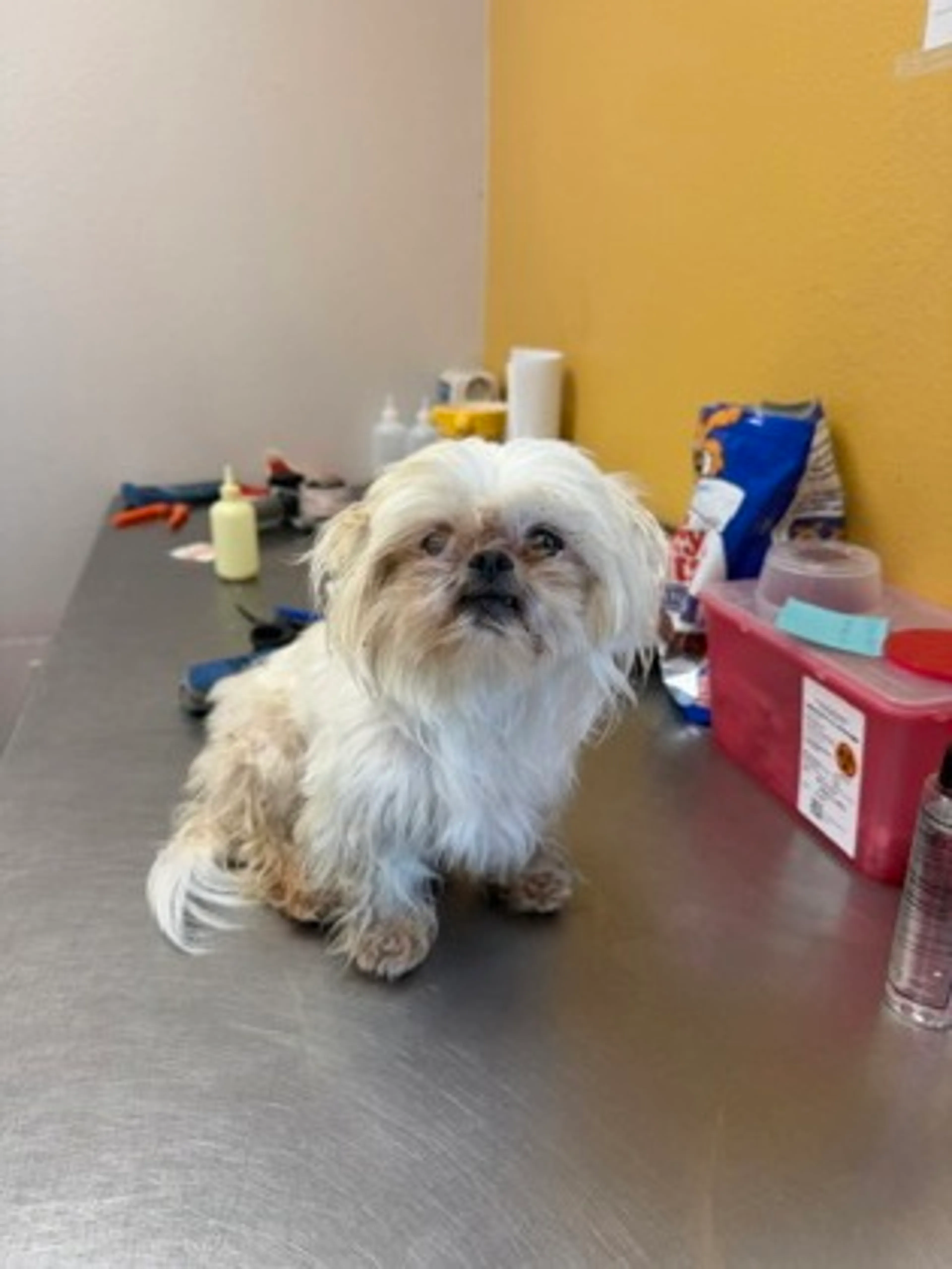 Found pet