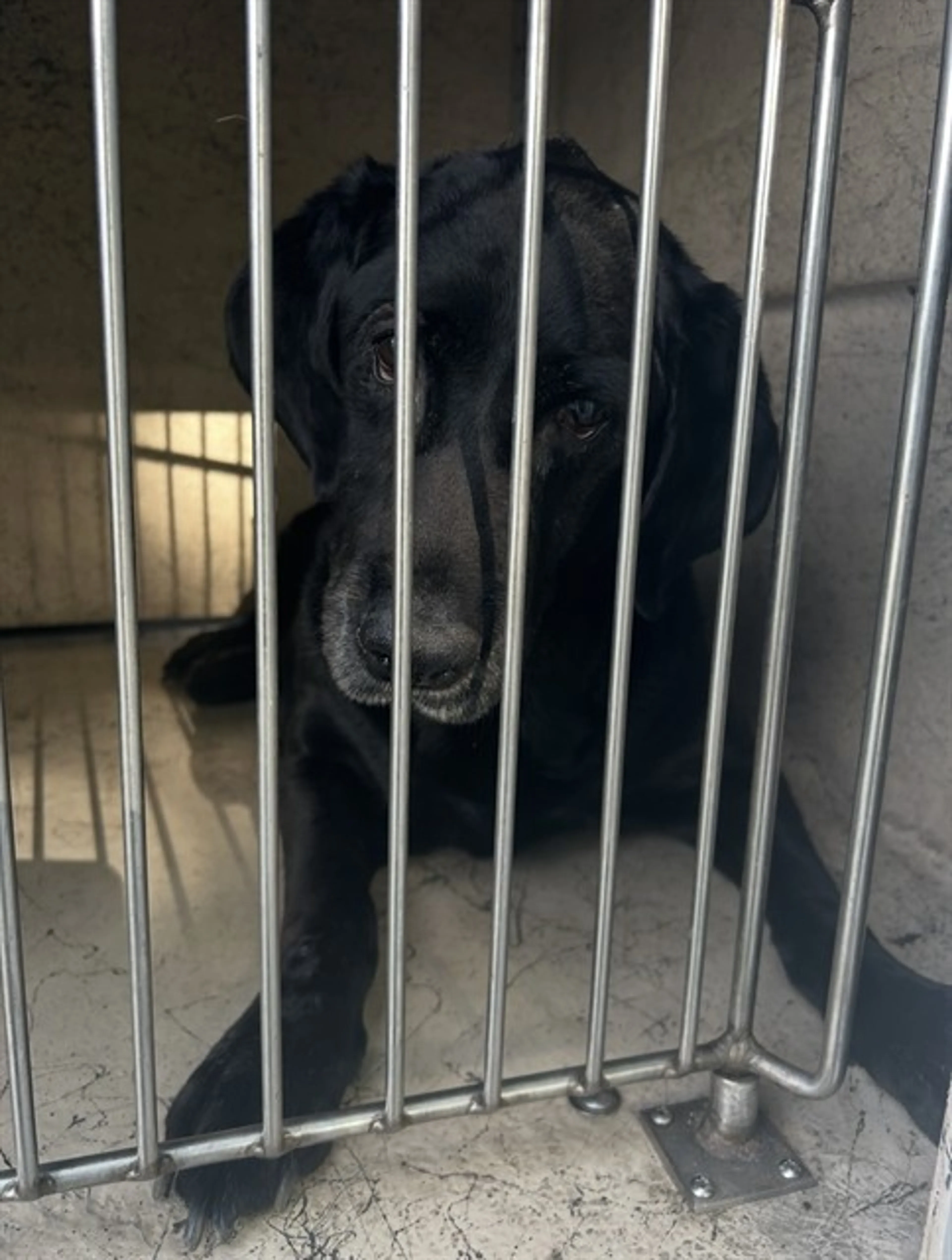 Found pet
