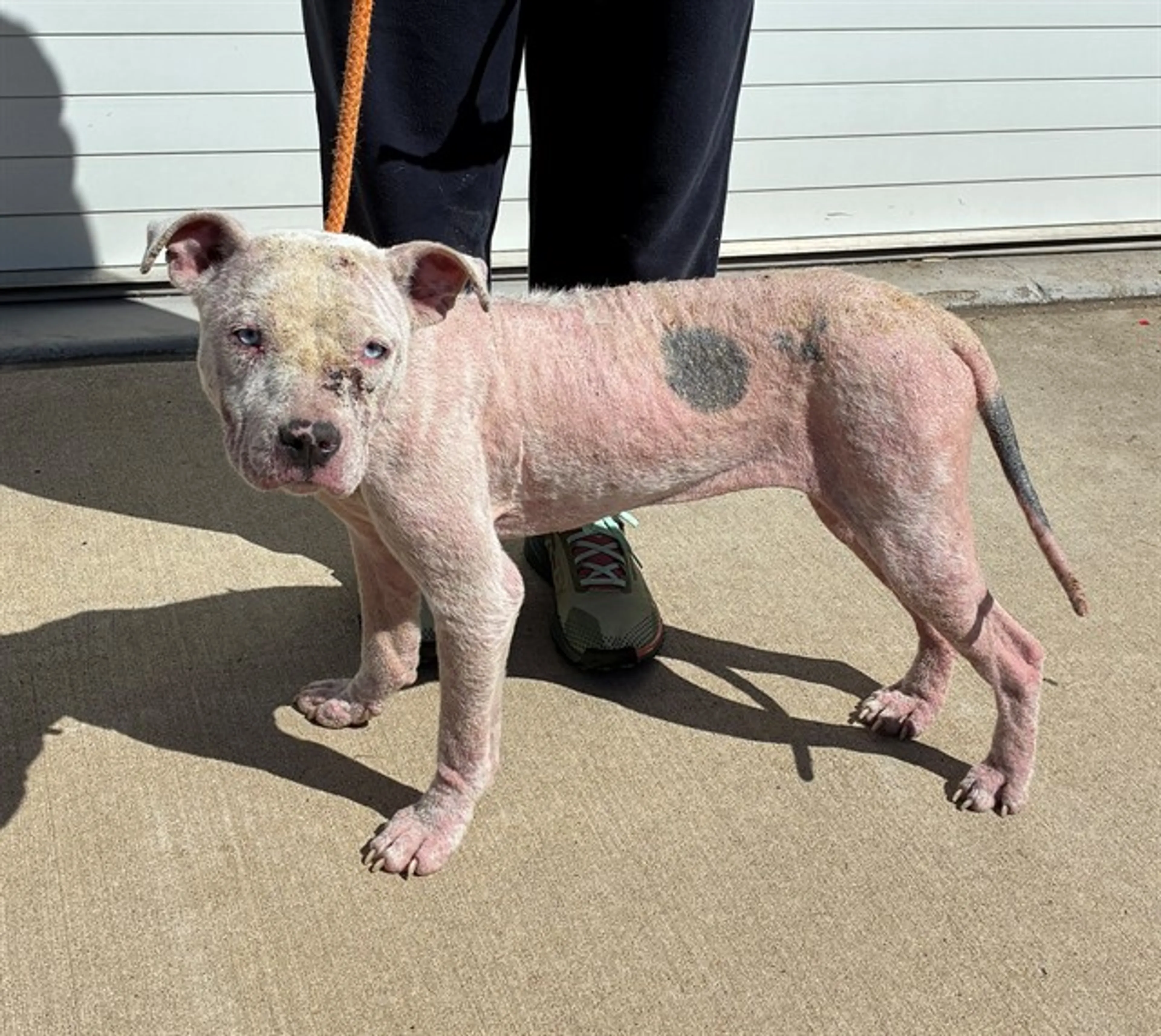Found pet