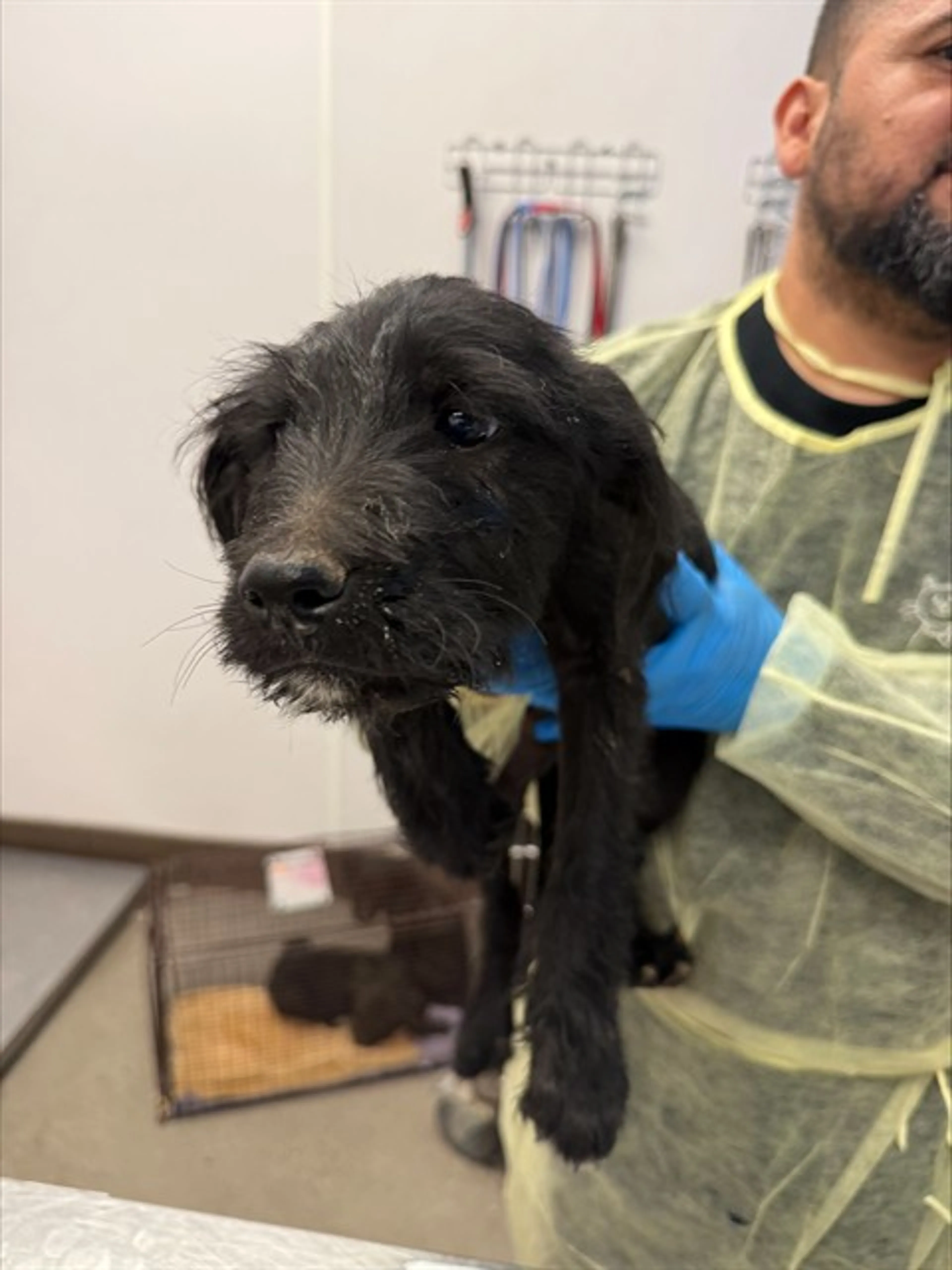 Found pet