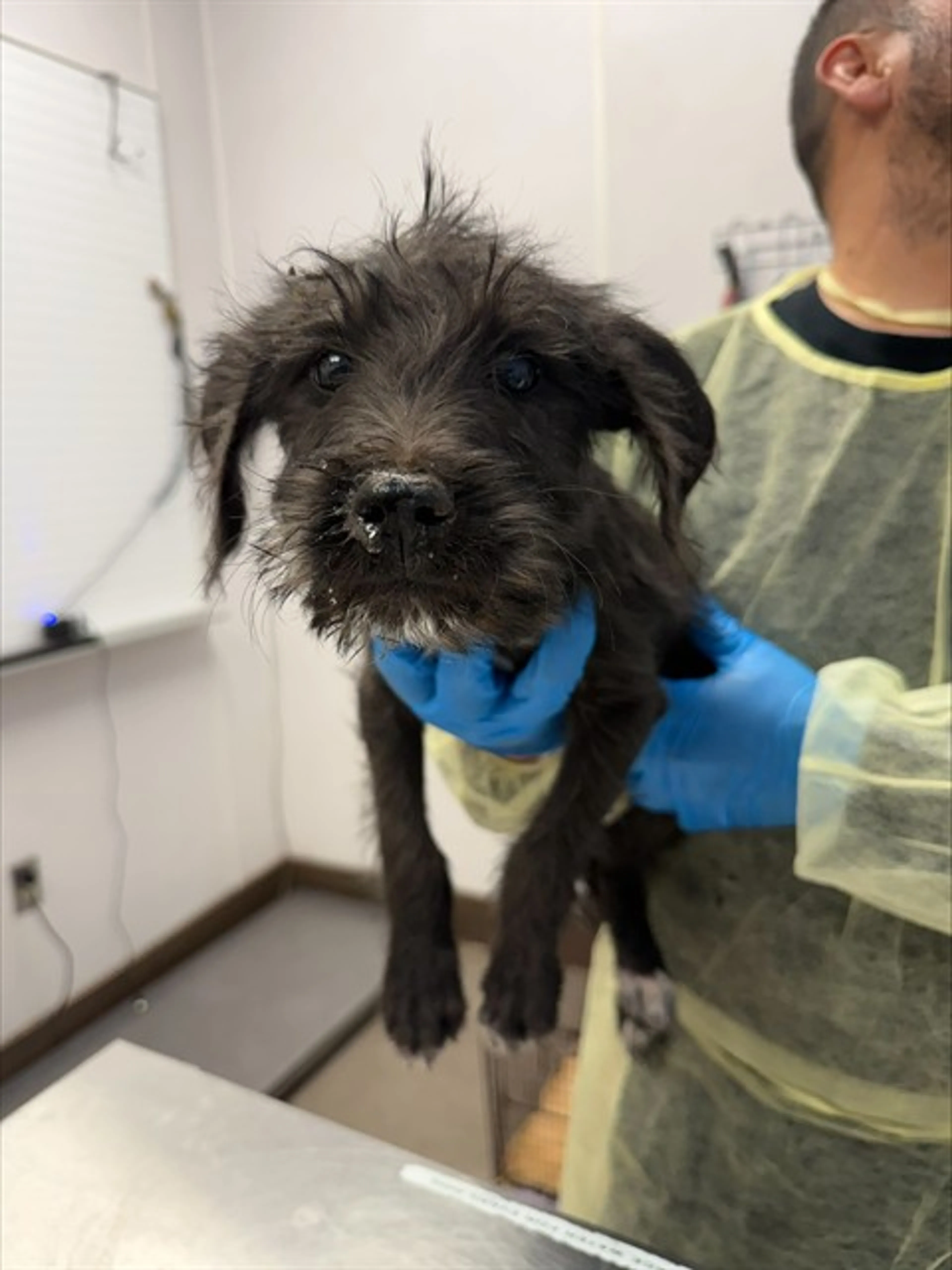 Found pet