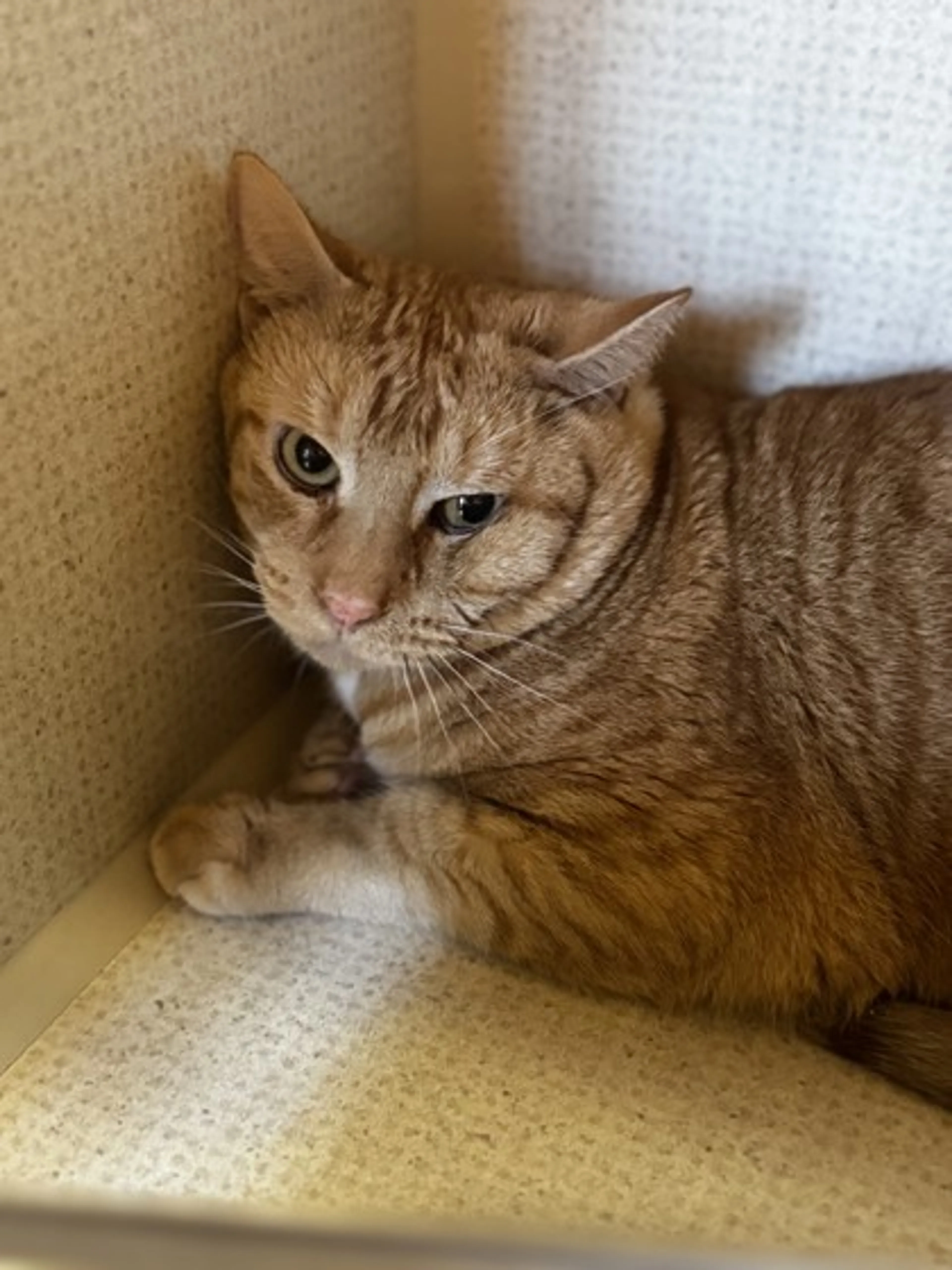 Found pet