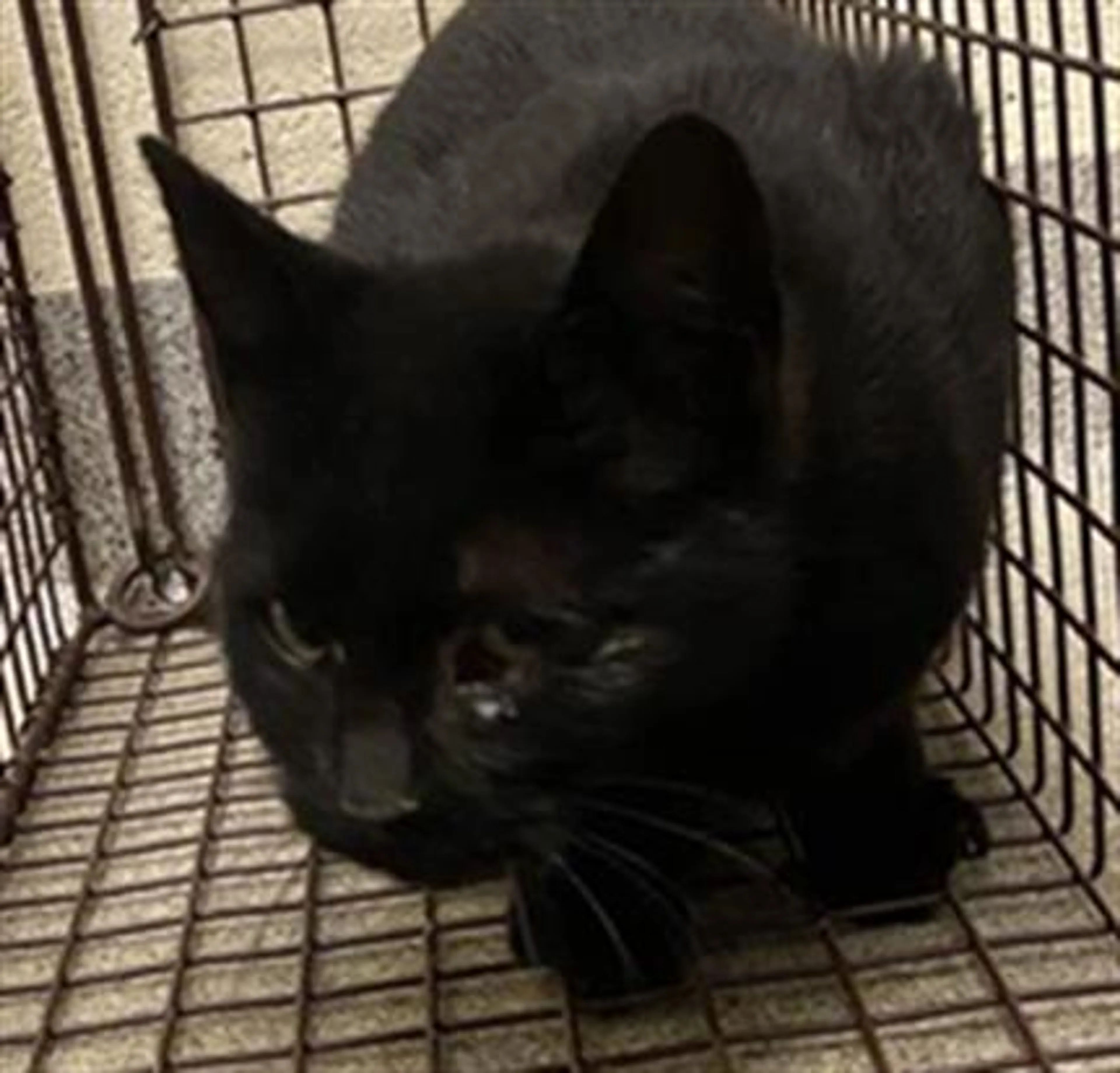 Found pet