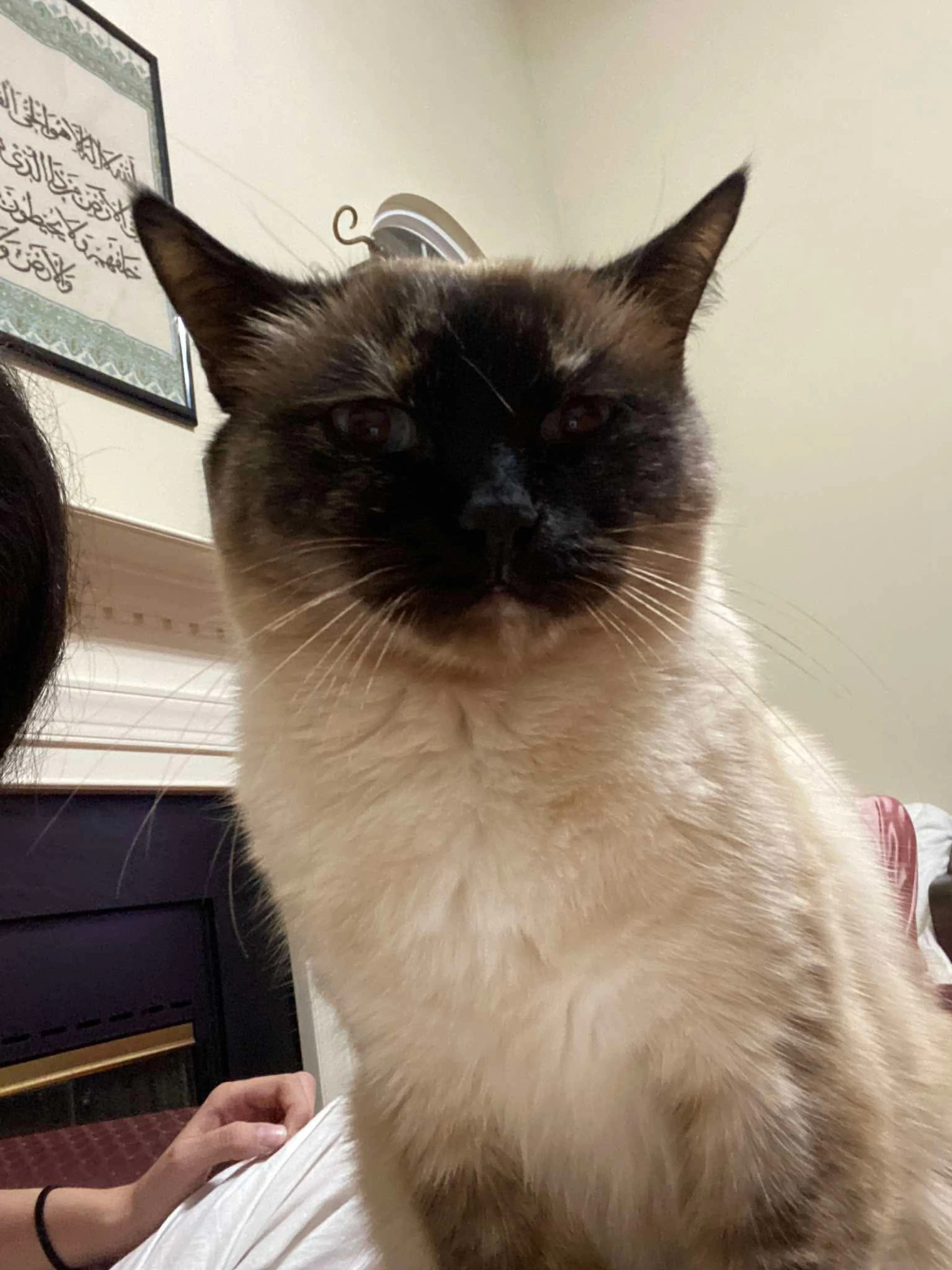 Lost pet