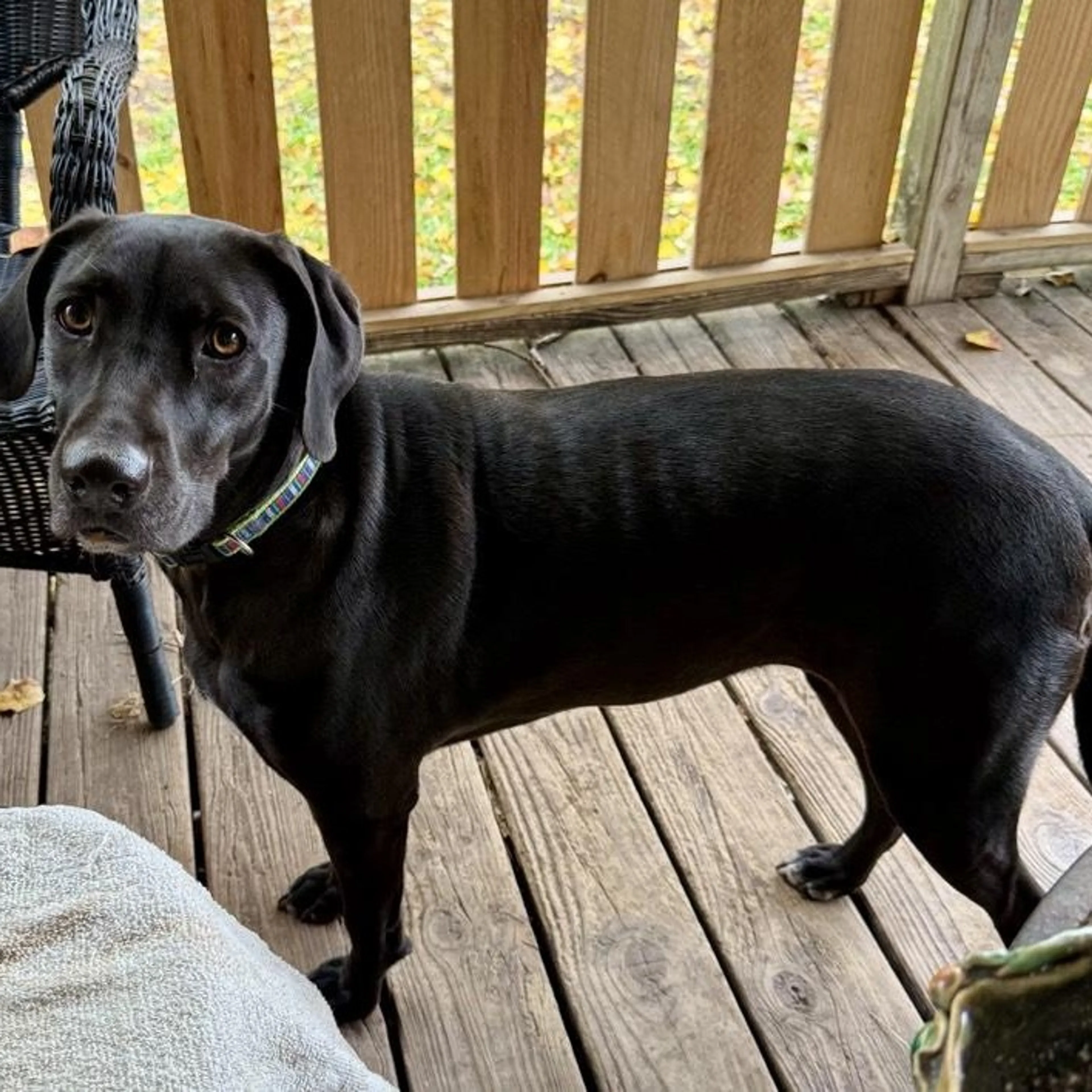 Found pet-1