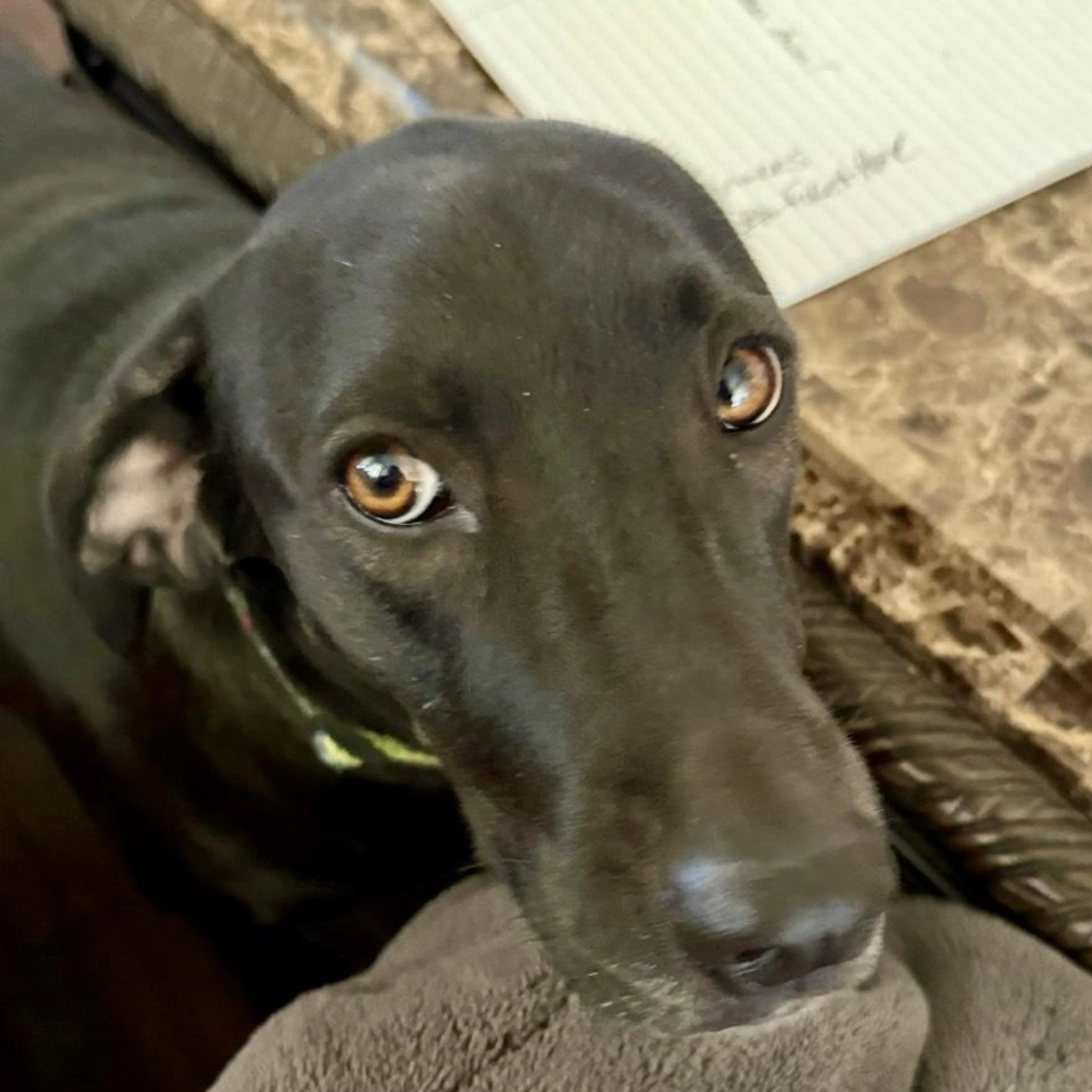 Found pet-5
