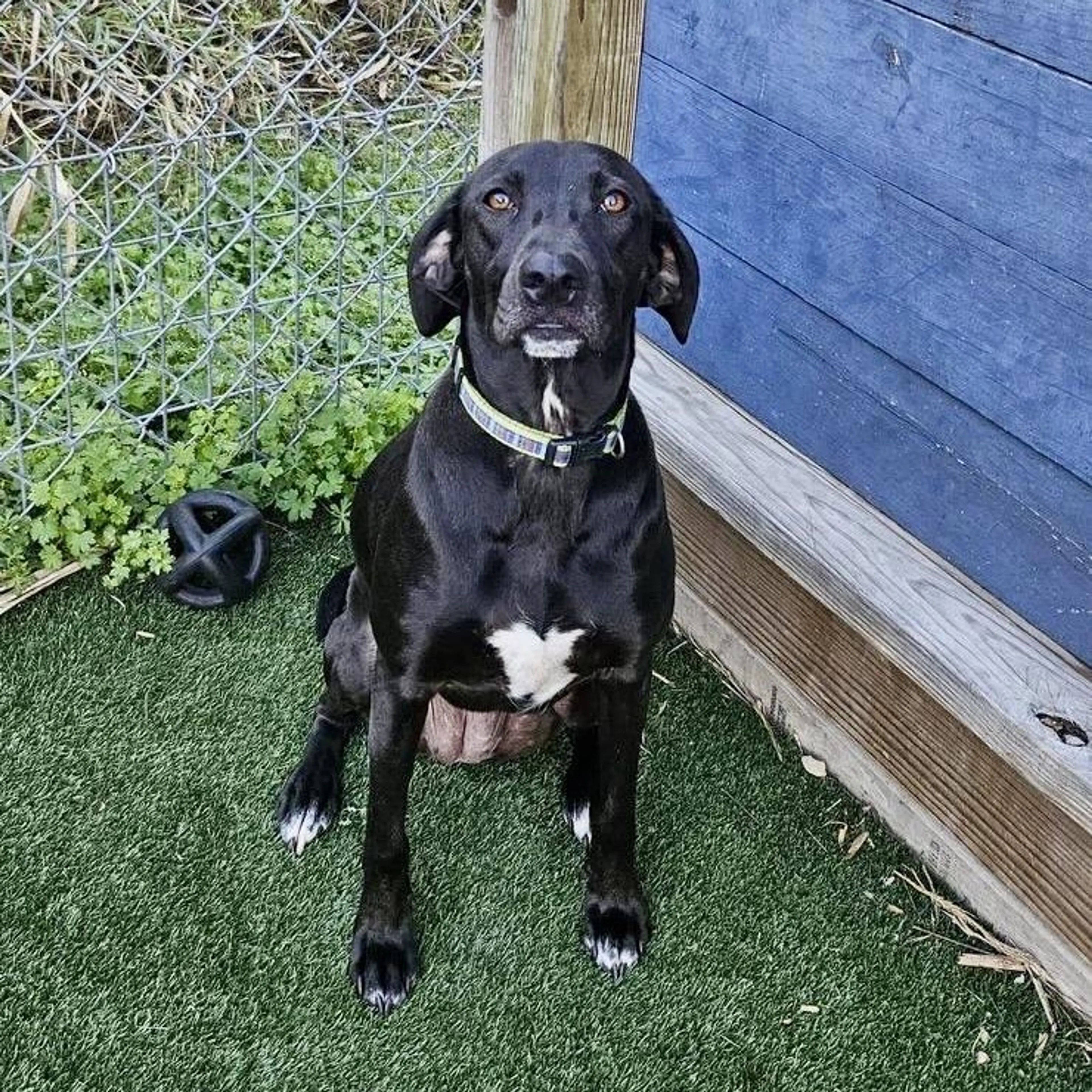 Found pet-2