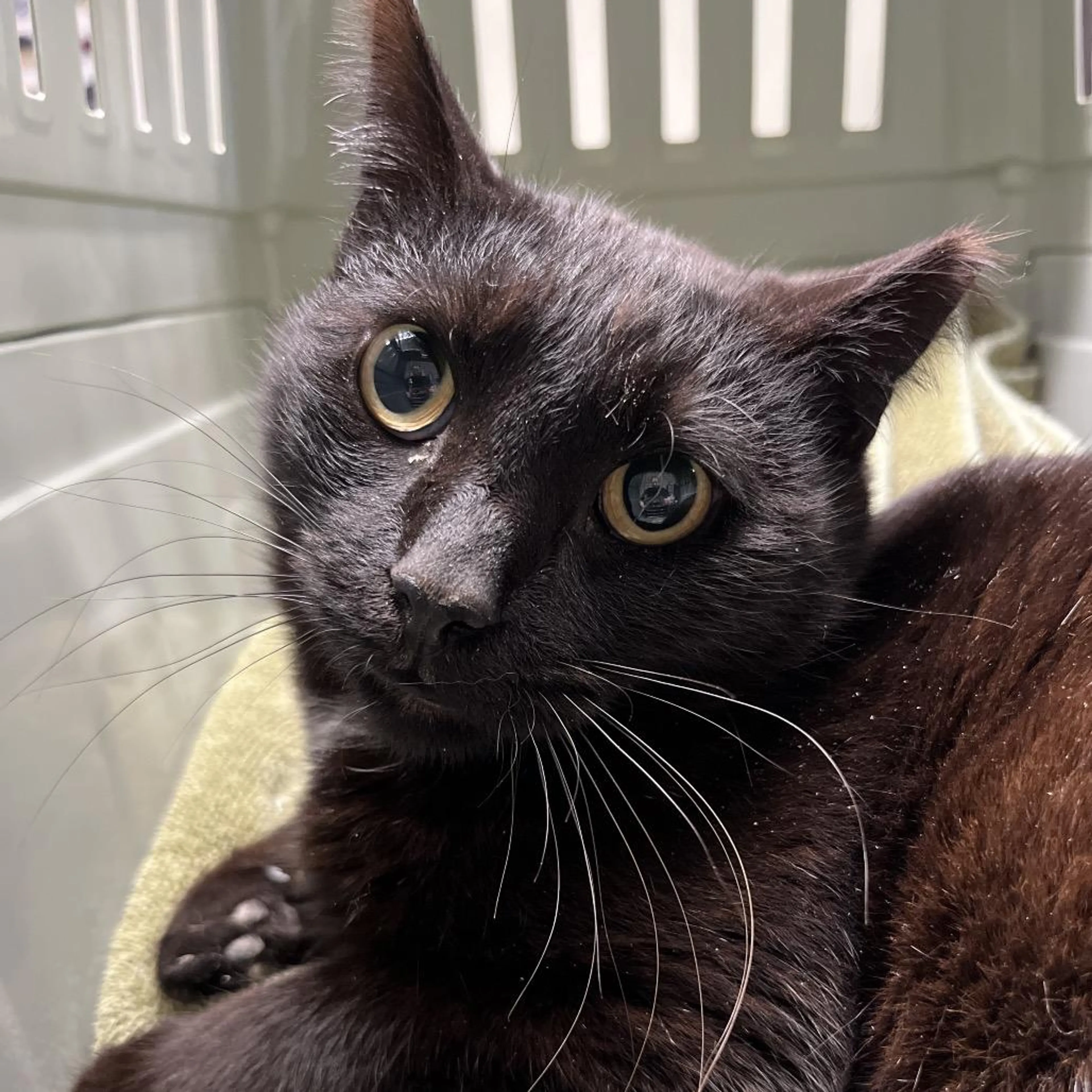 Found pet-2