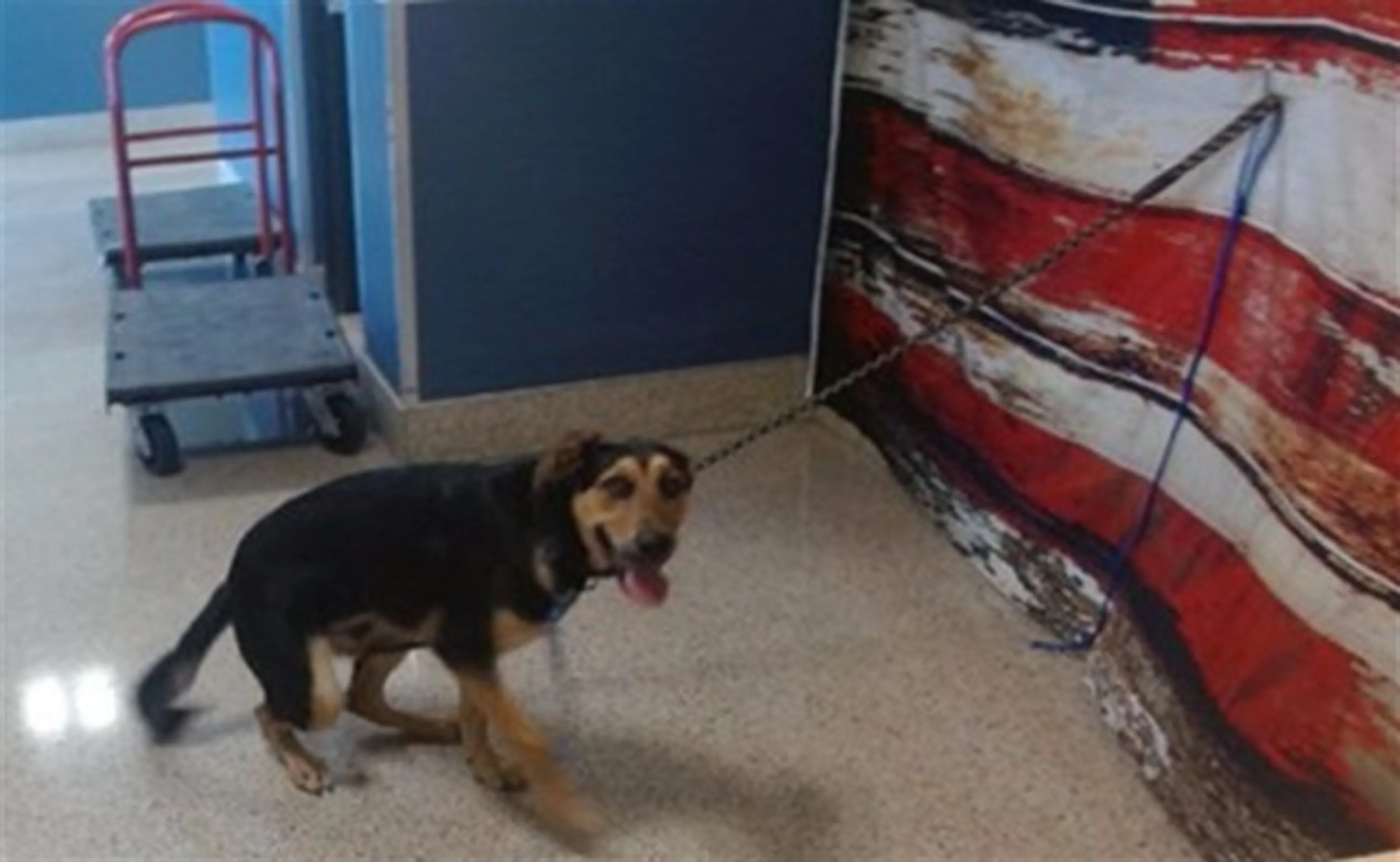 Found pet