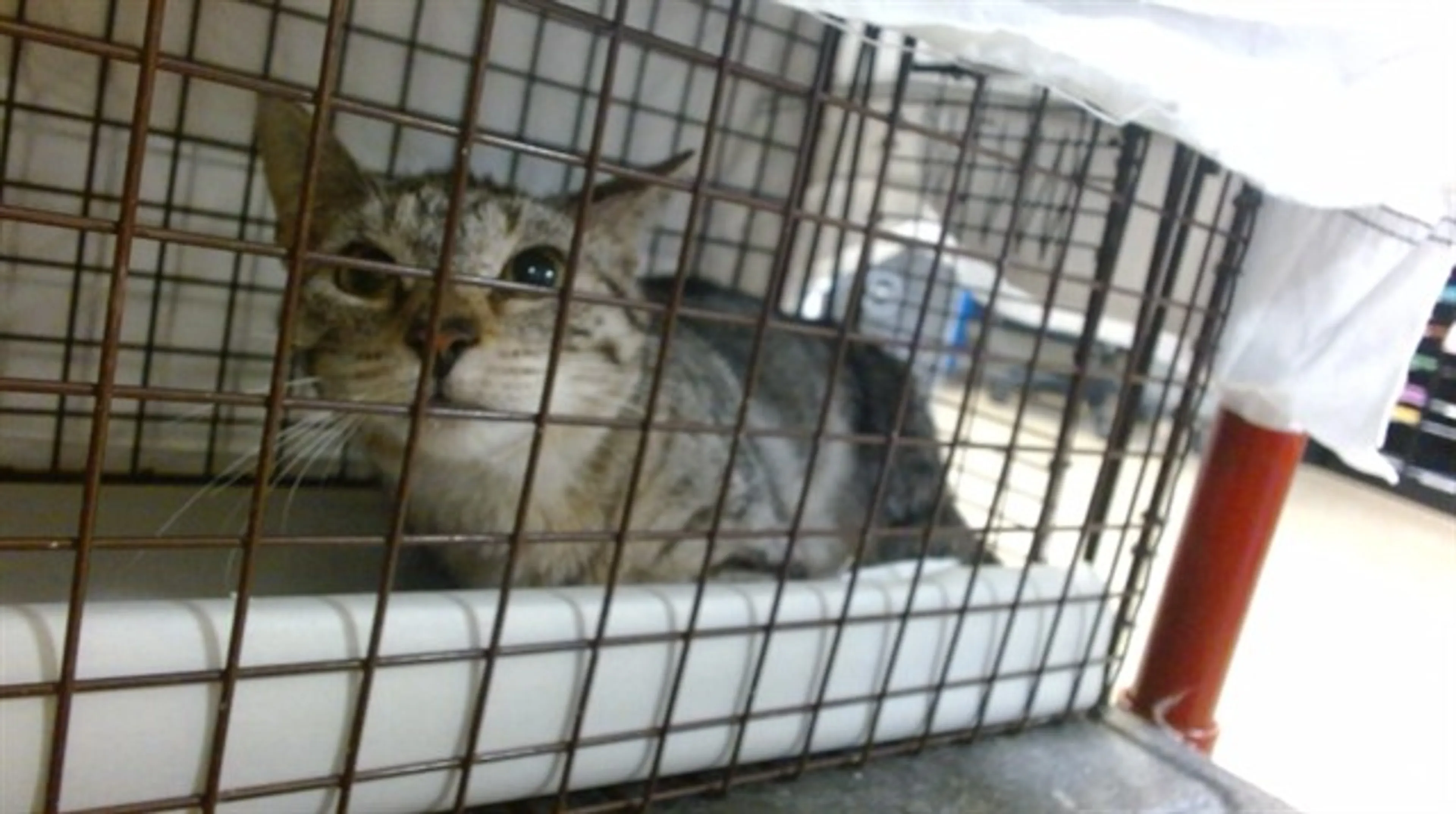 Found pet