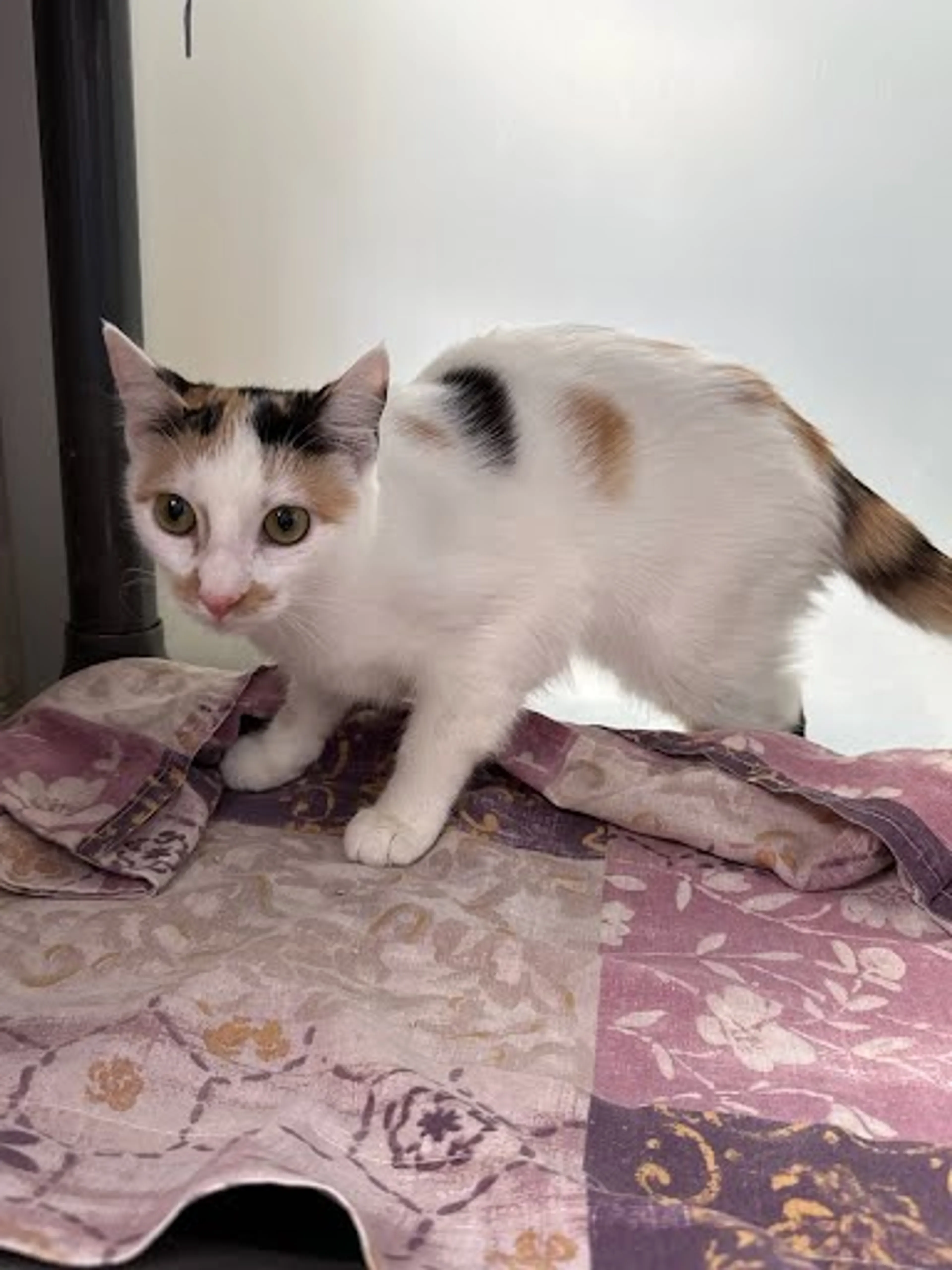 Found pet