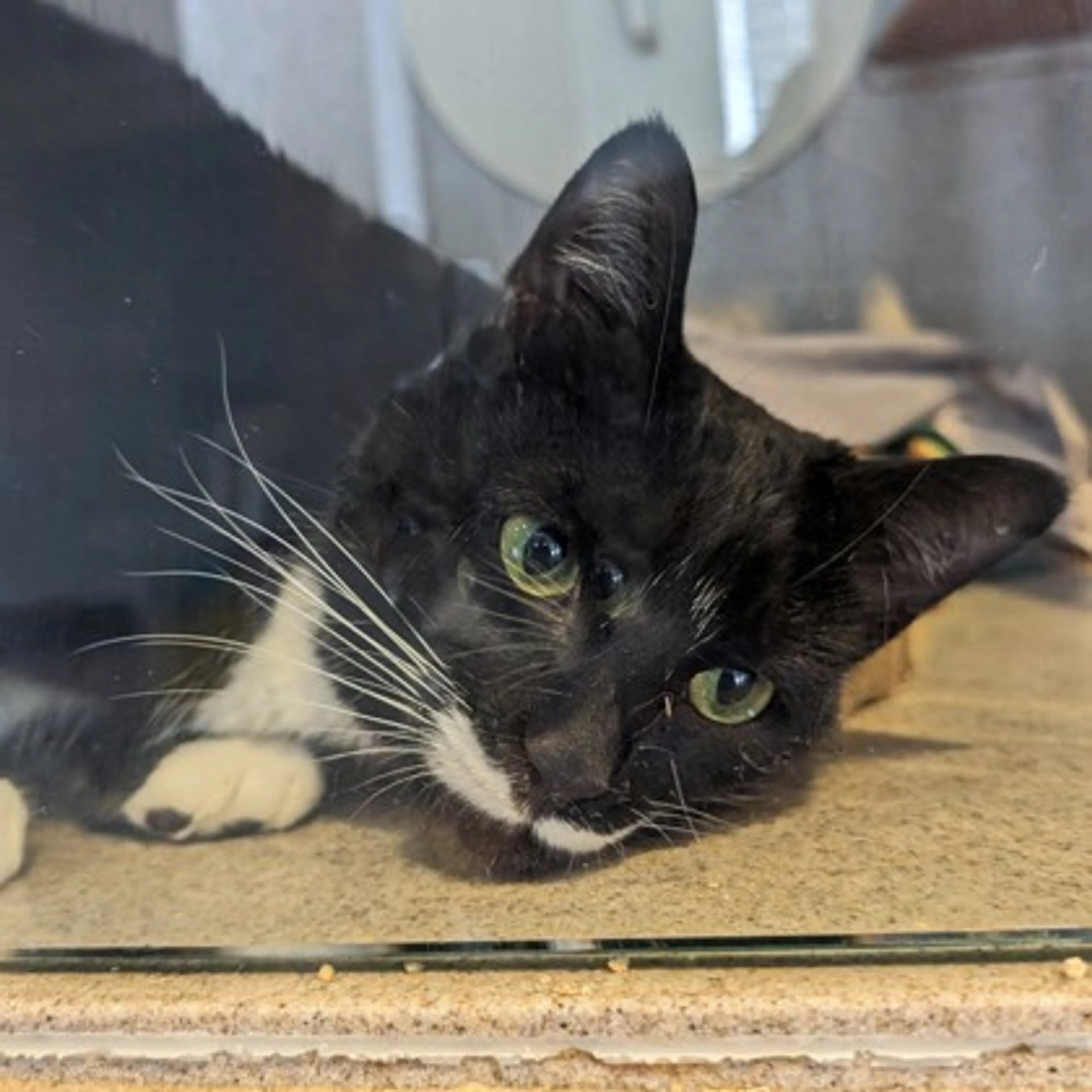 Found pet-1