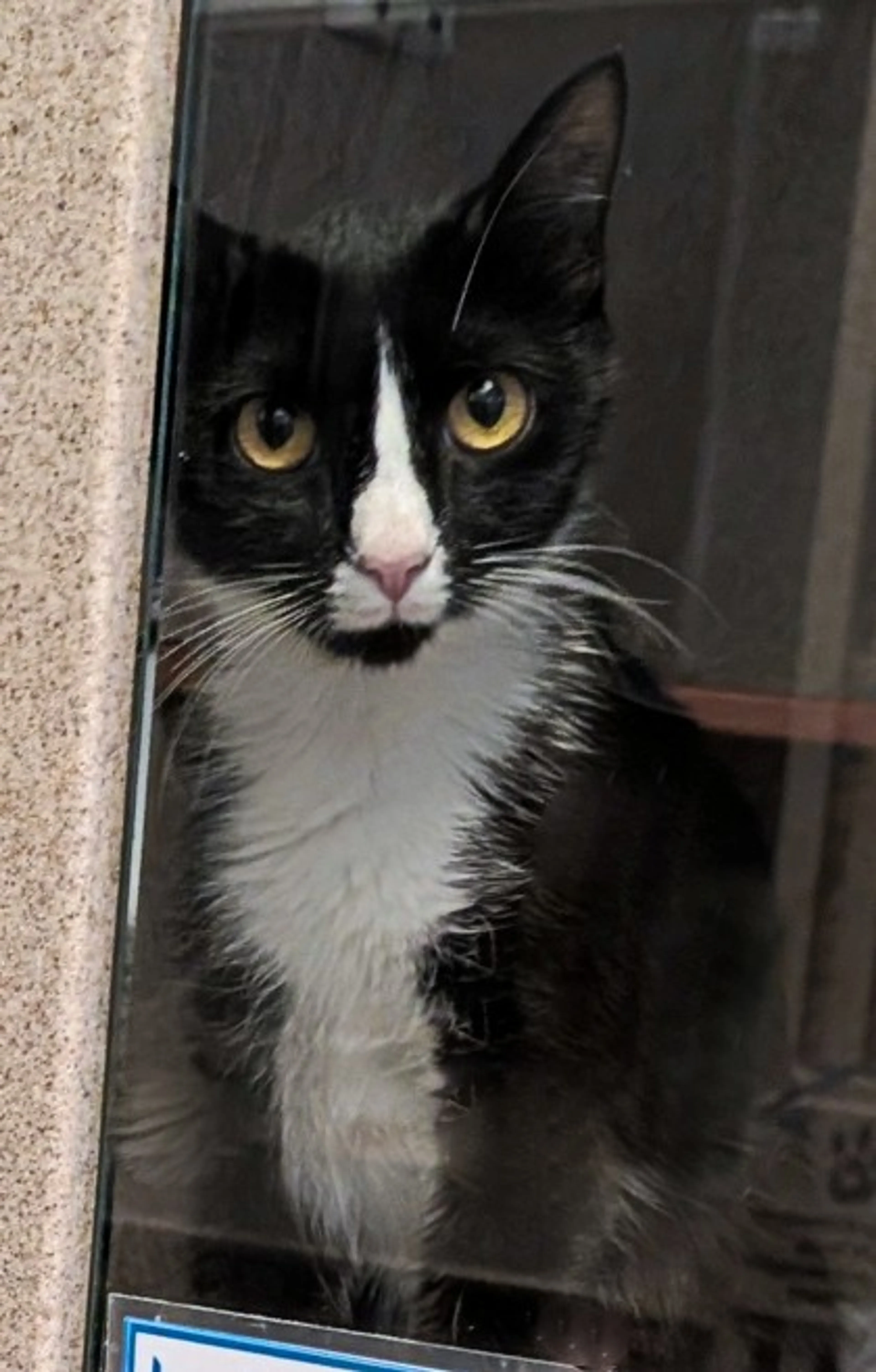 Found pet-0
