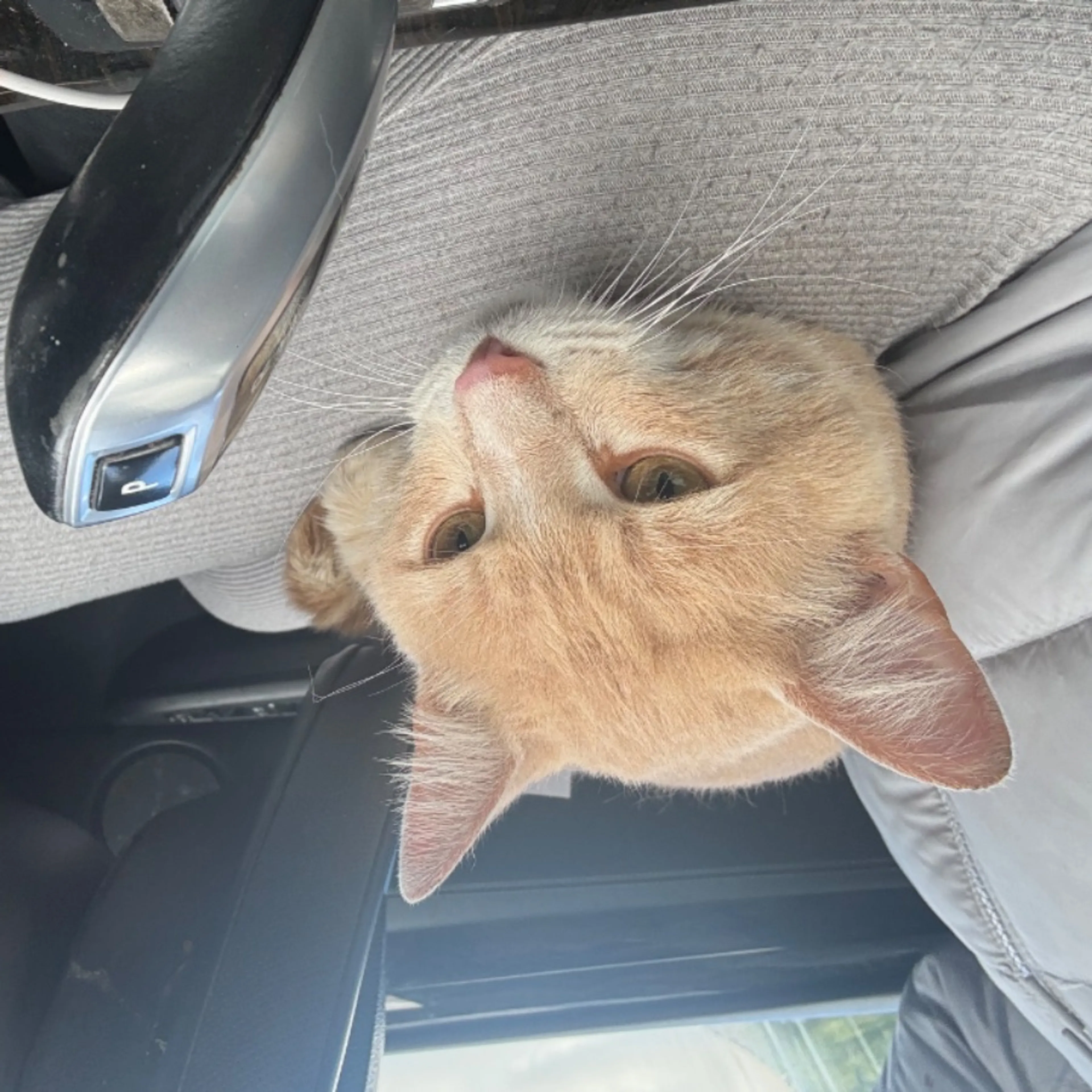 Found pet