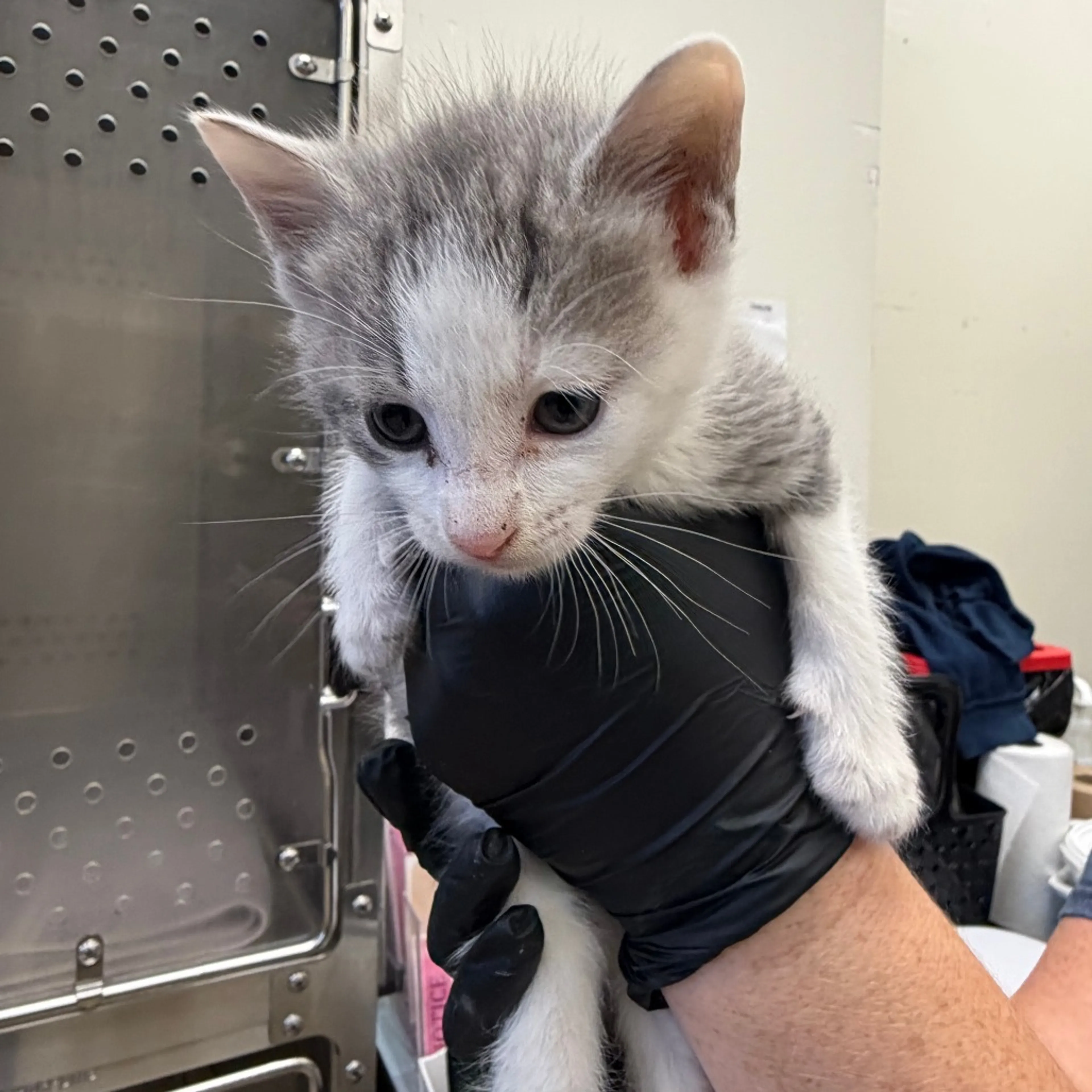 Found pet