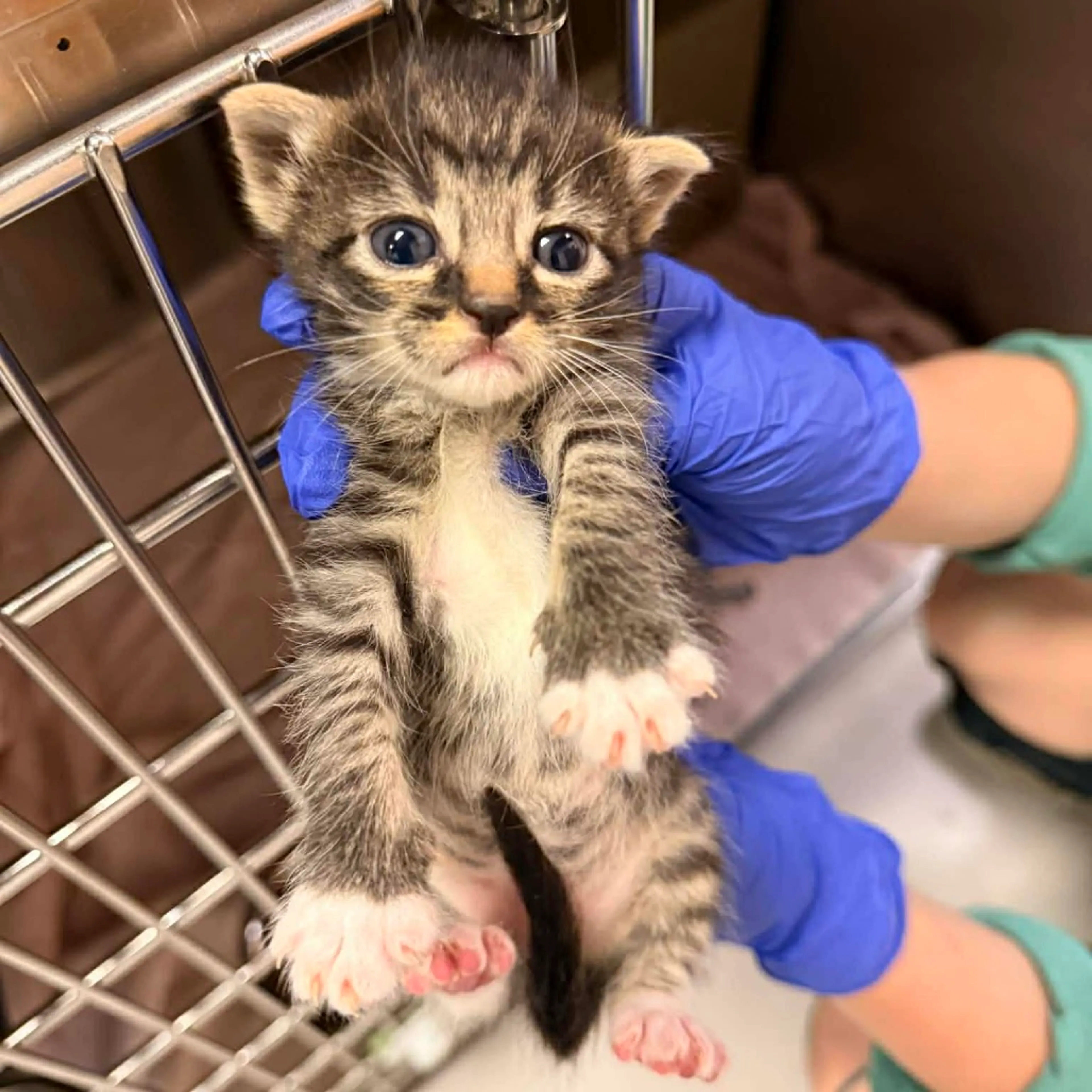 Found pet