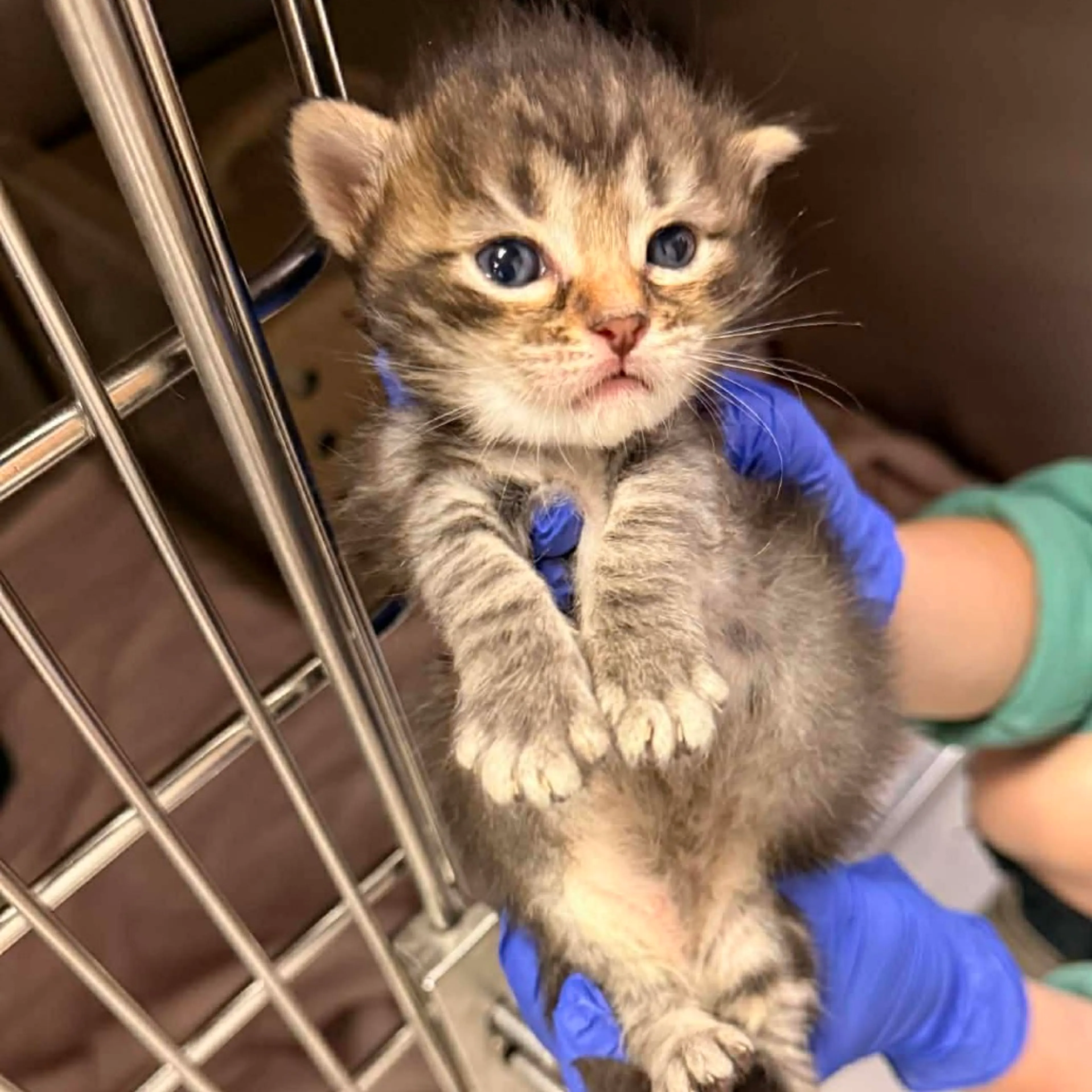 Found pet