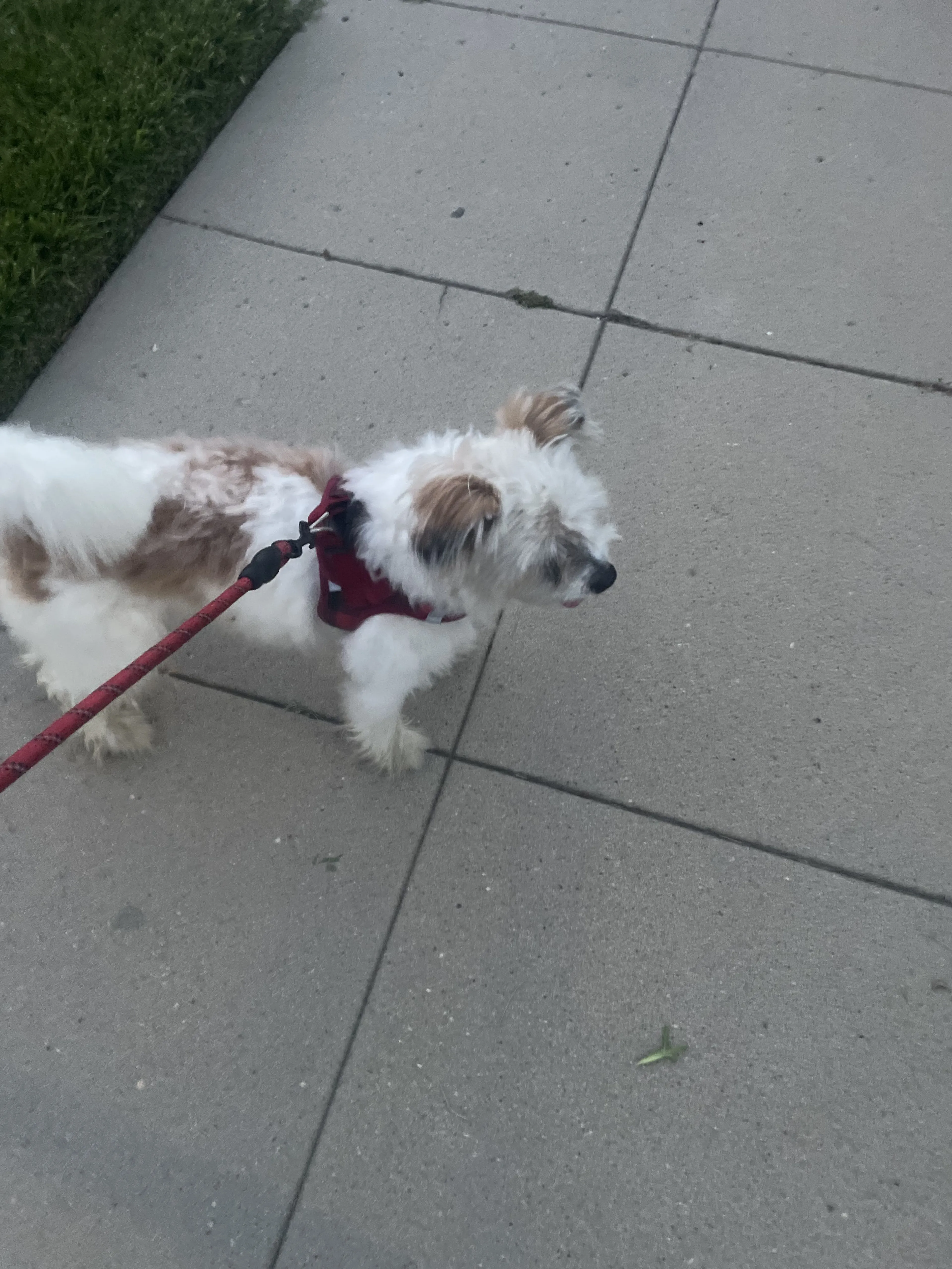 Lost pet-0