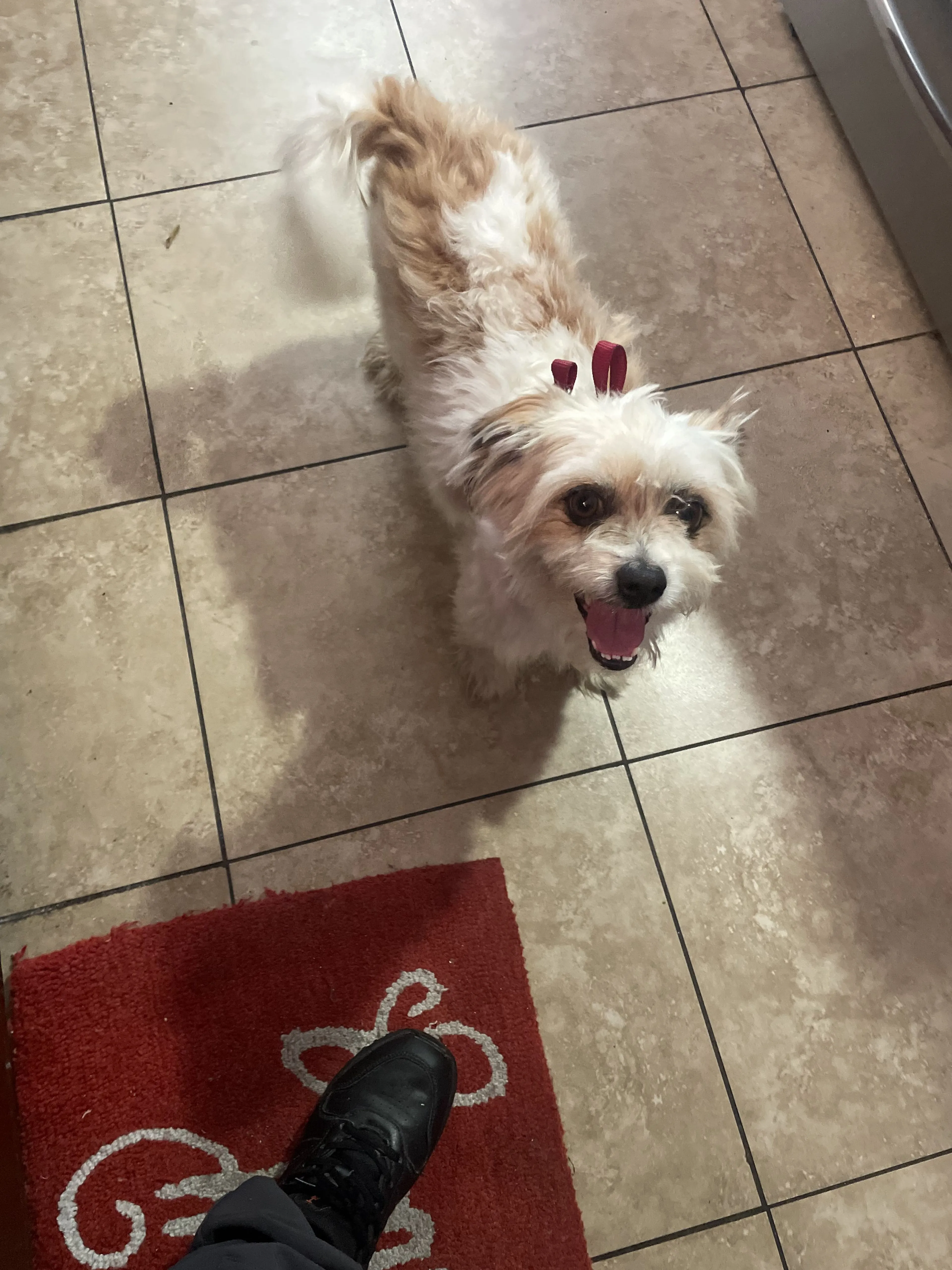Lost pet-1