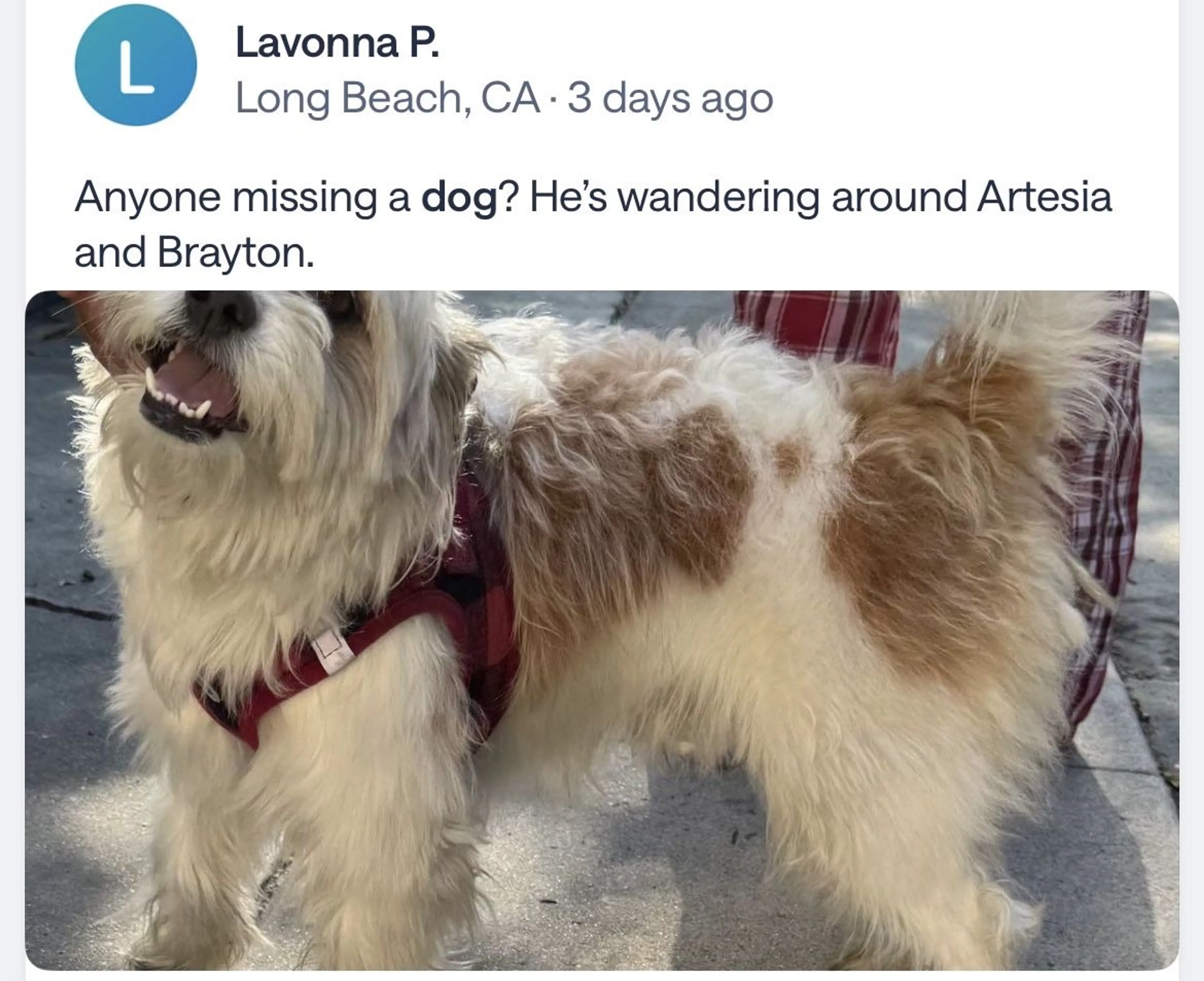 Lost pet-2