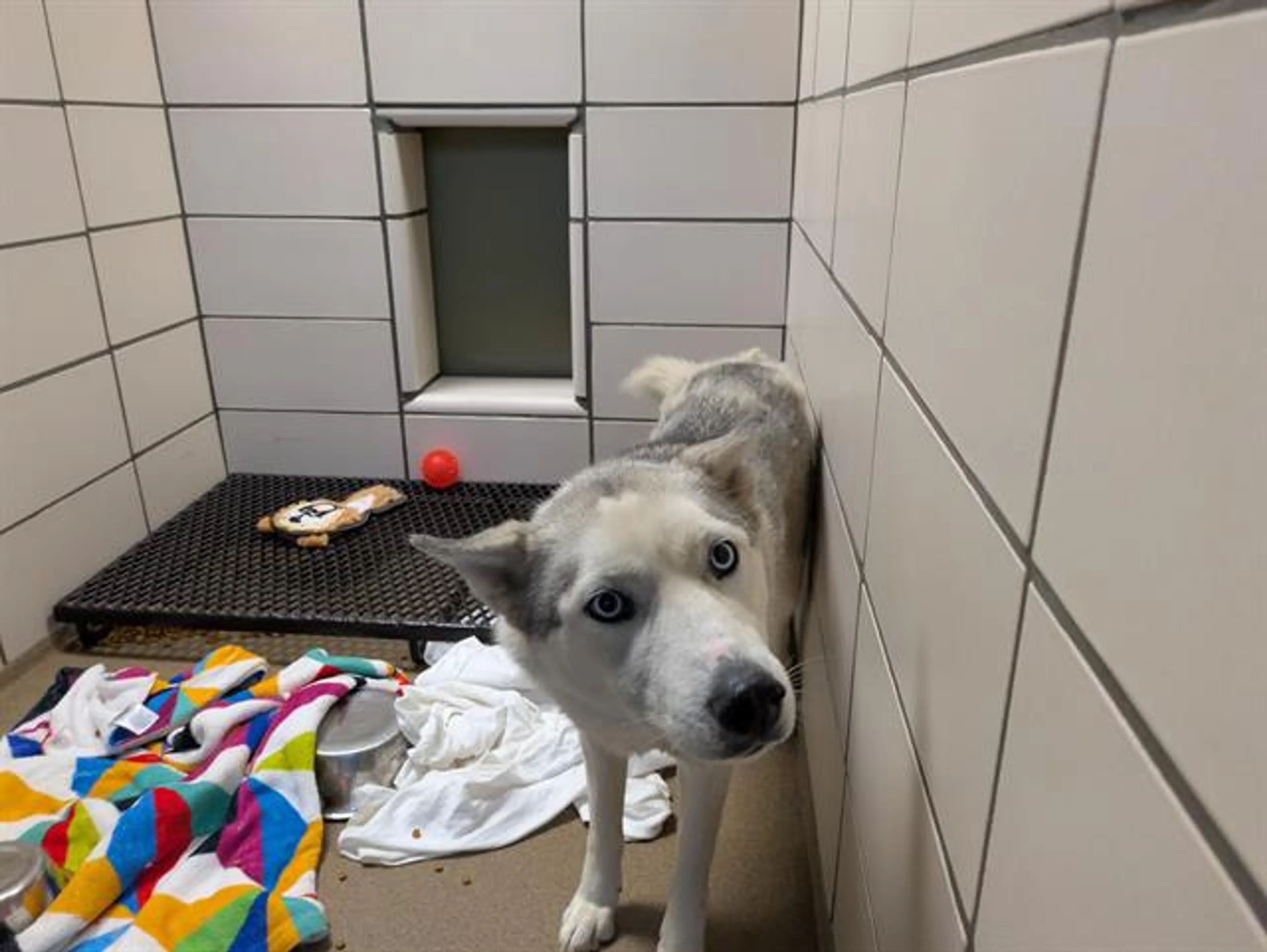 Found pet