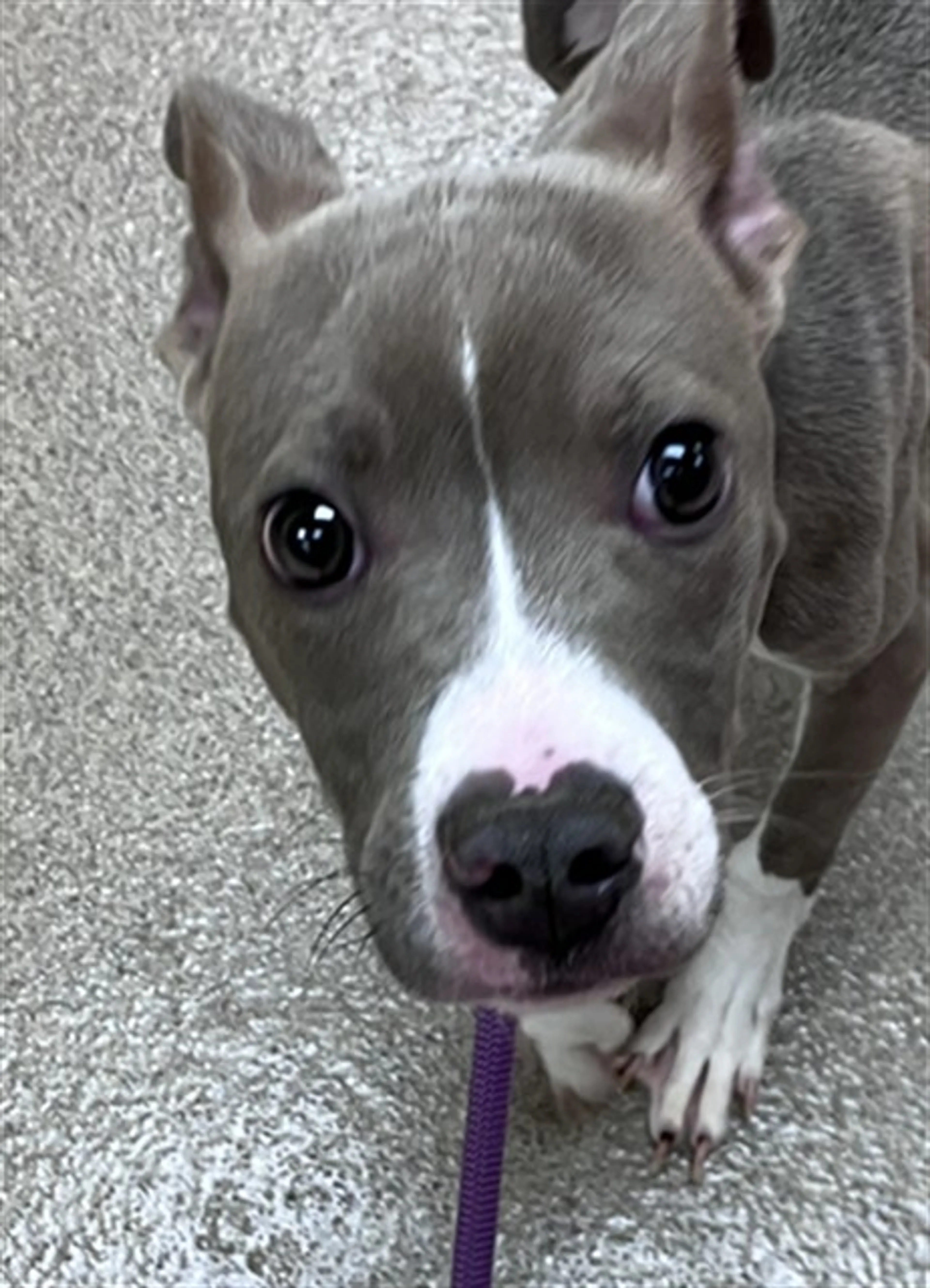 Found pet