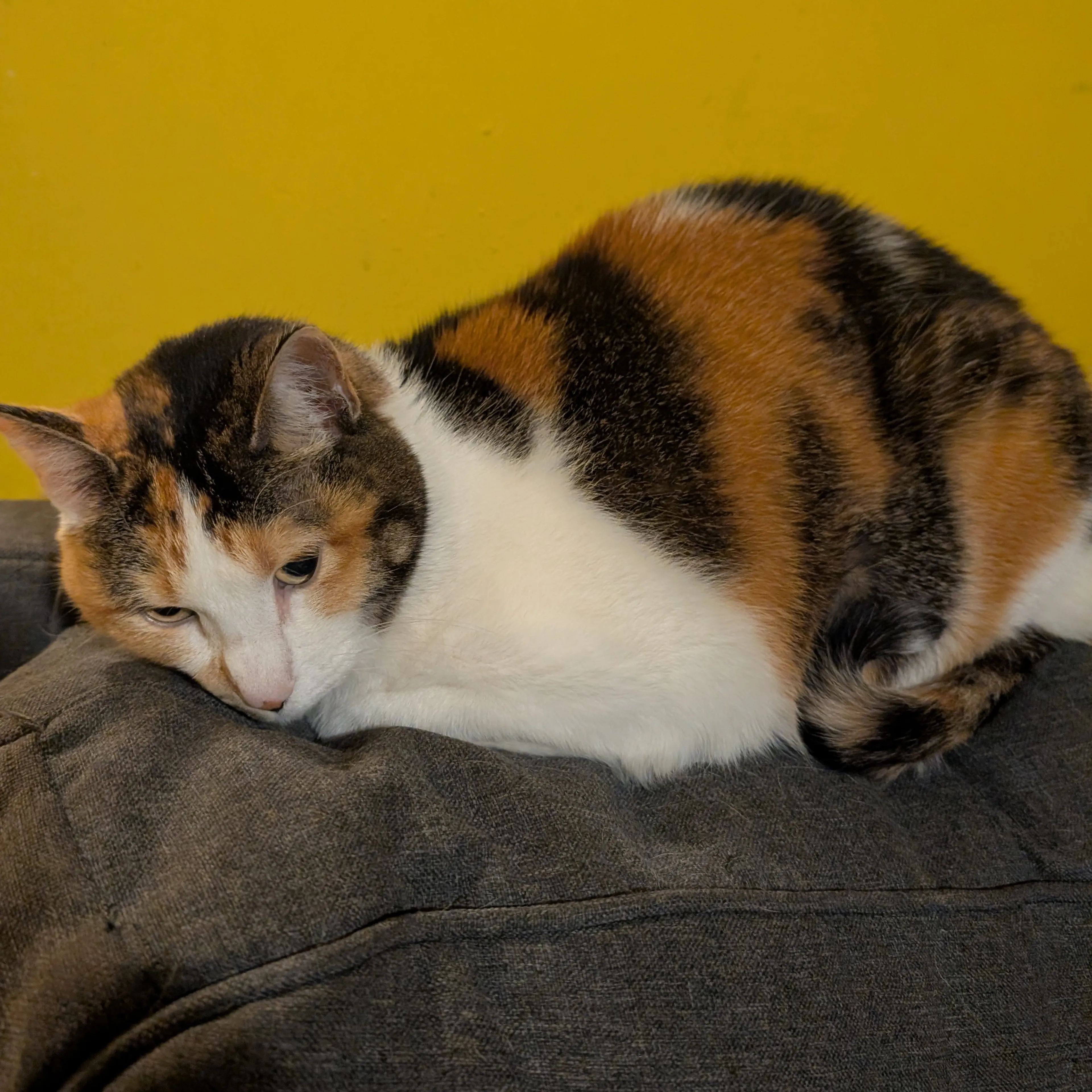 Lost pet-1