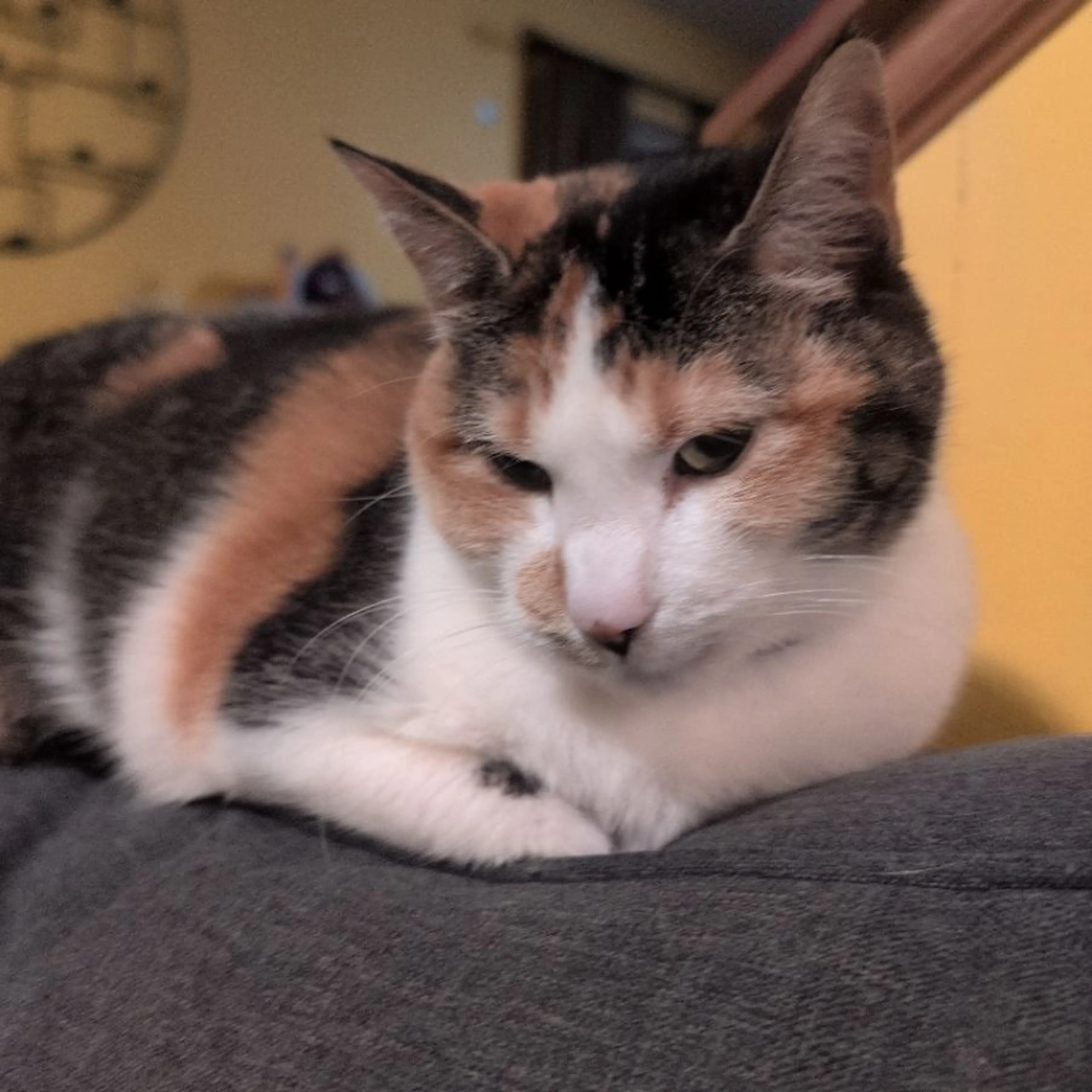 Lost pet-0