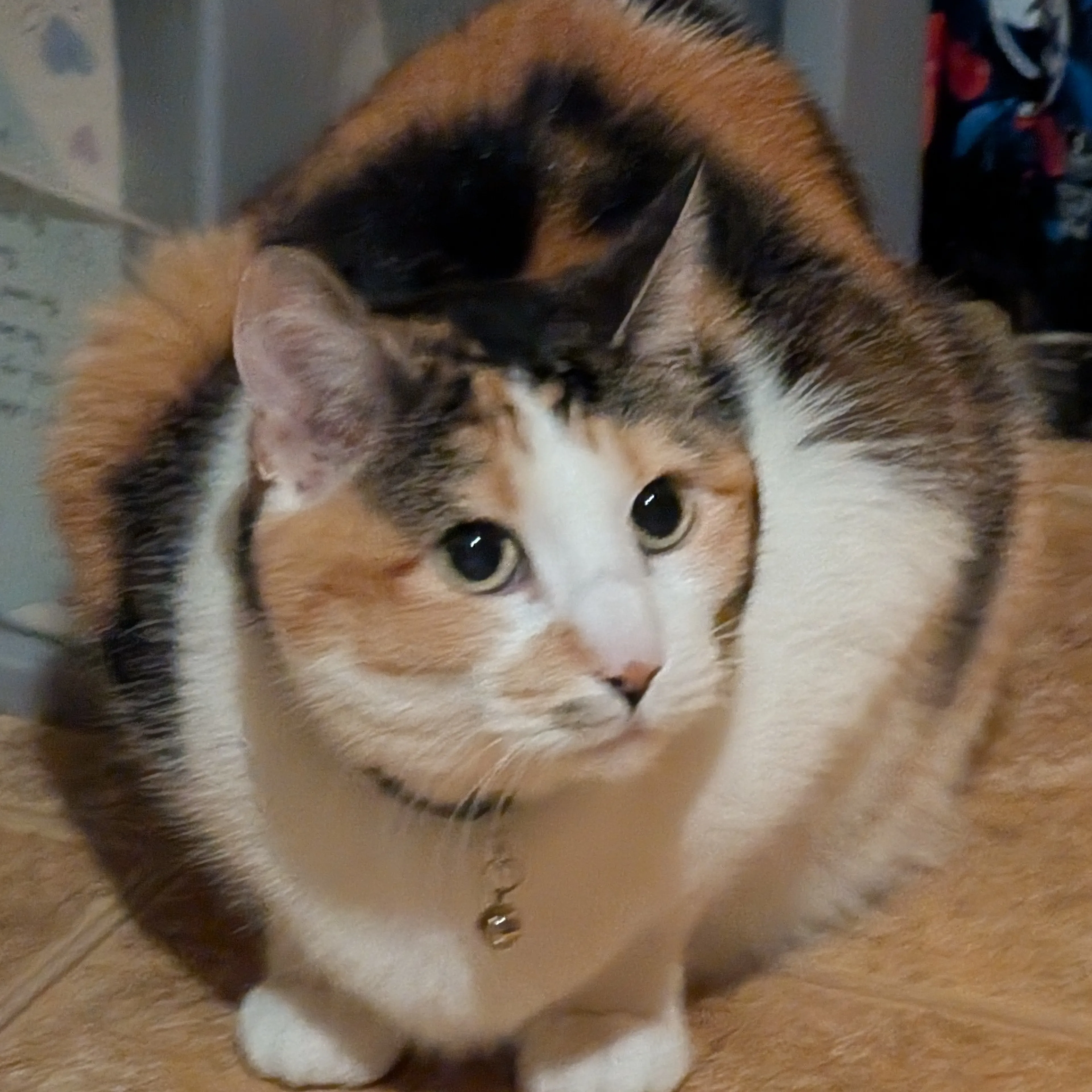 Lost pet-2