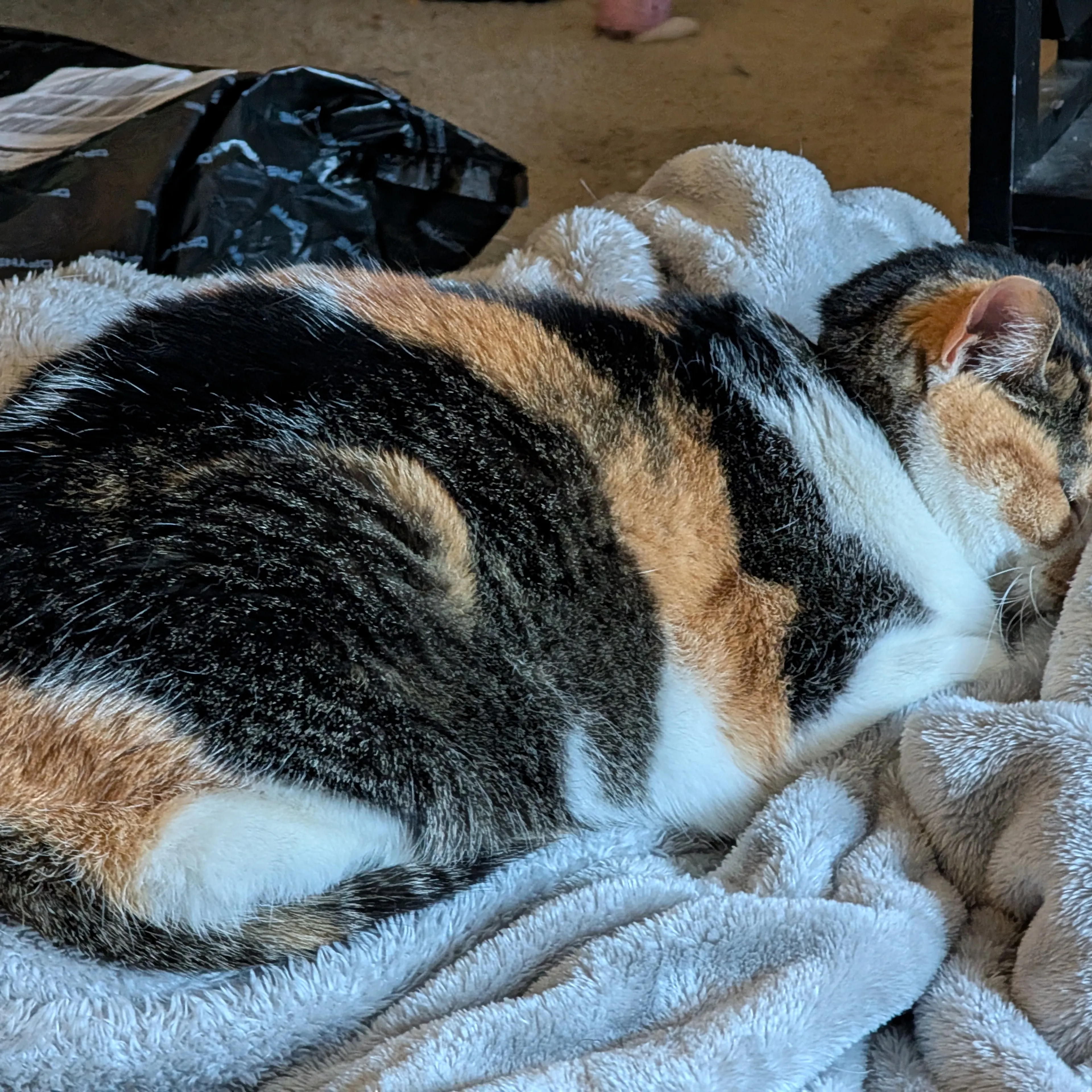 Lost pet-3