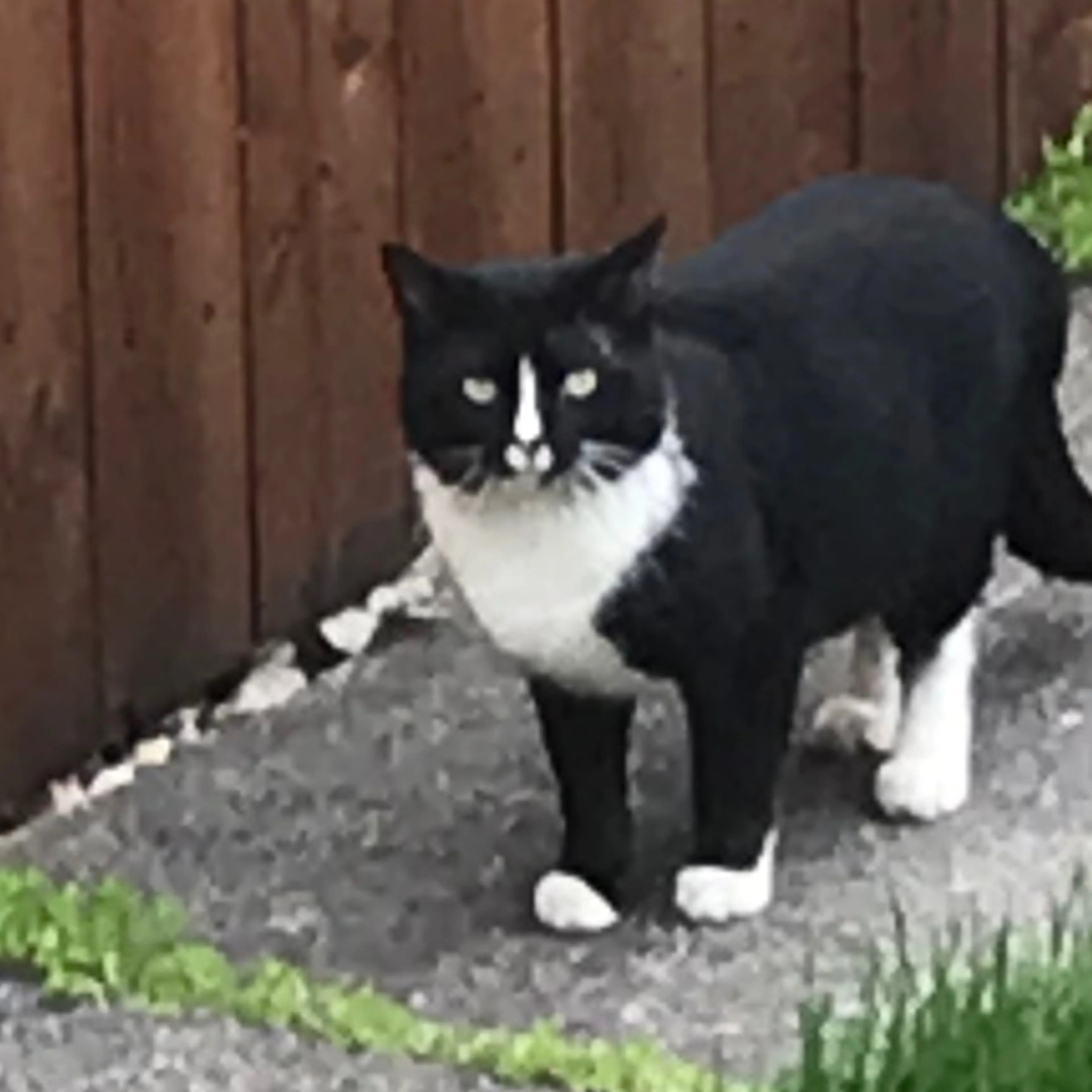 Found pet-3