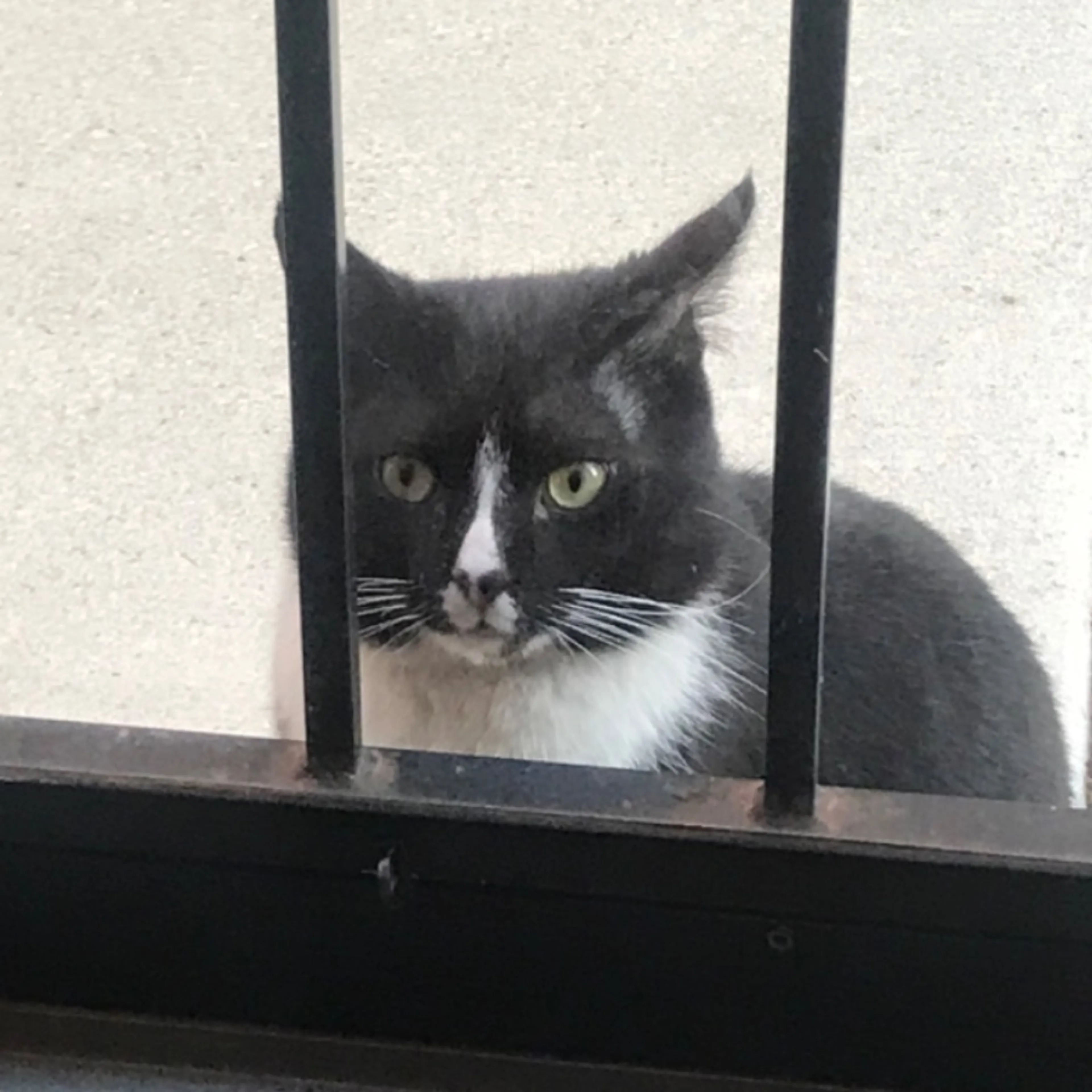 Found pet-0