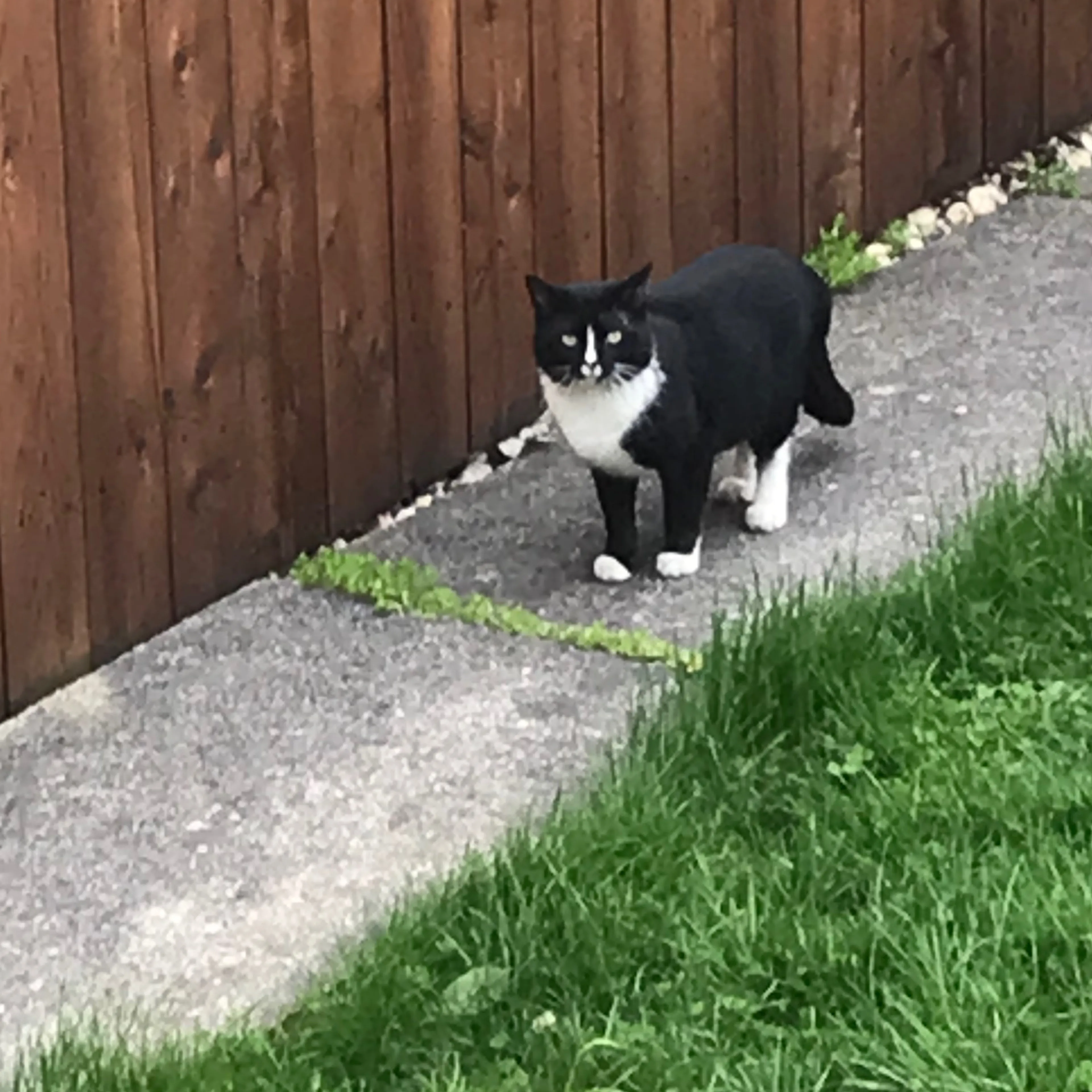 Found pet-1