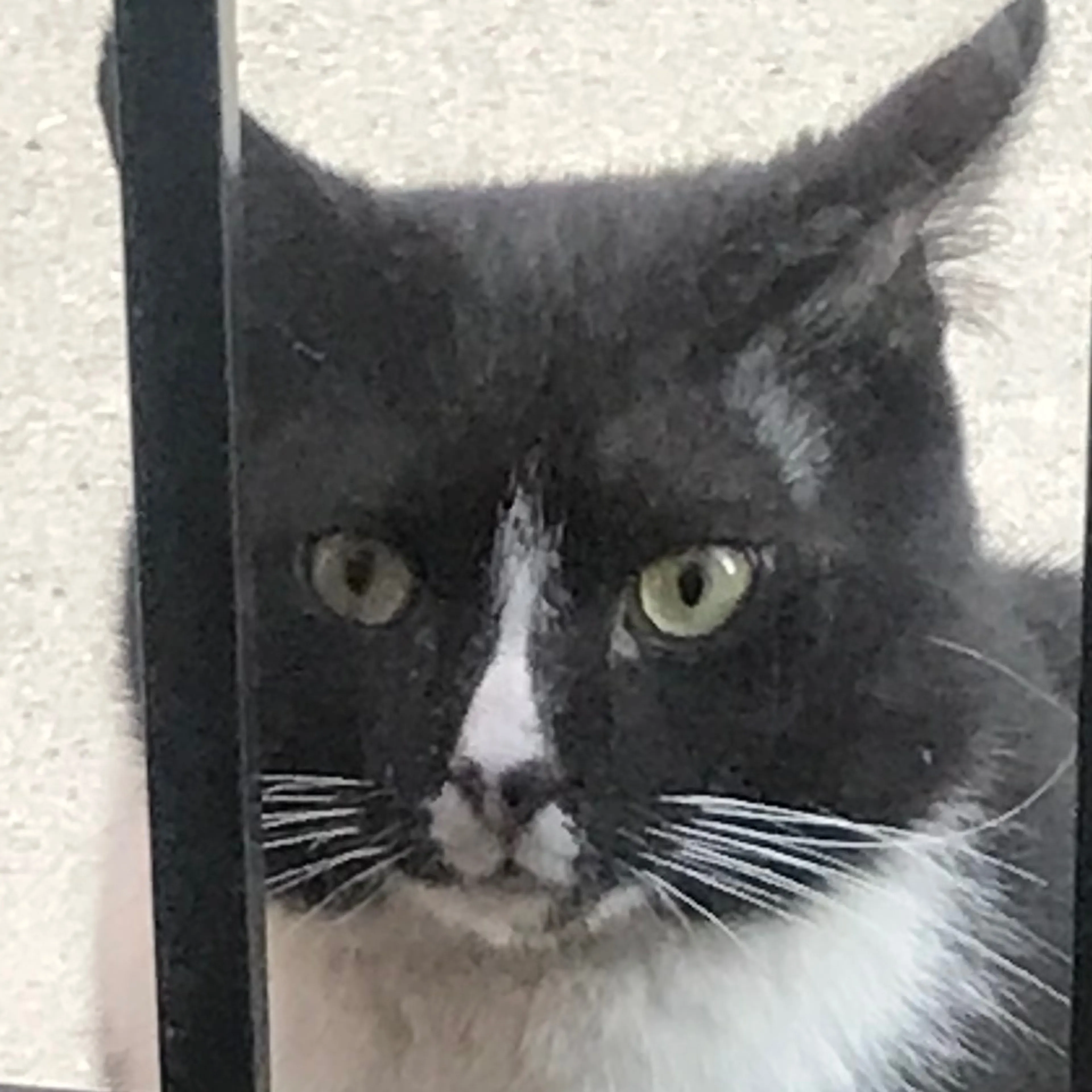 Found pet-2