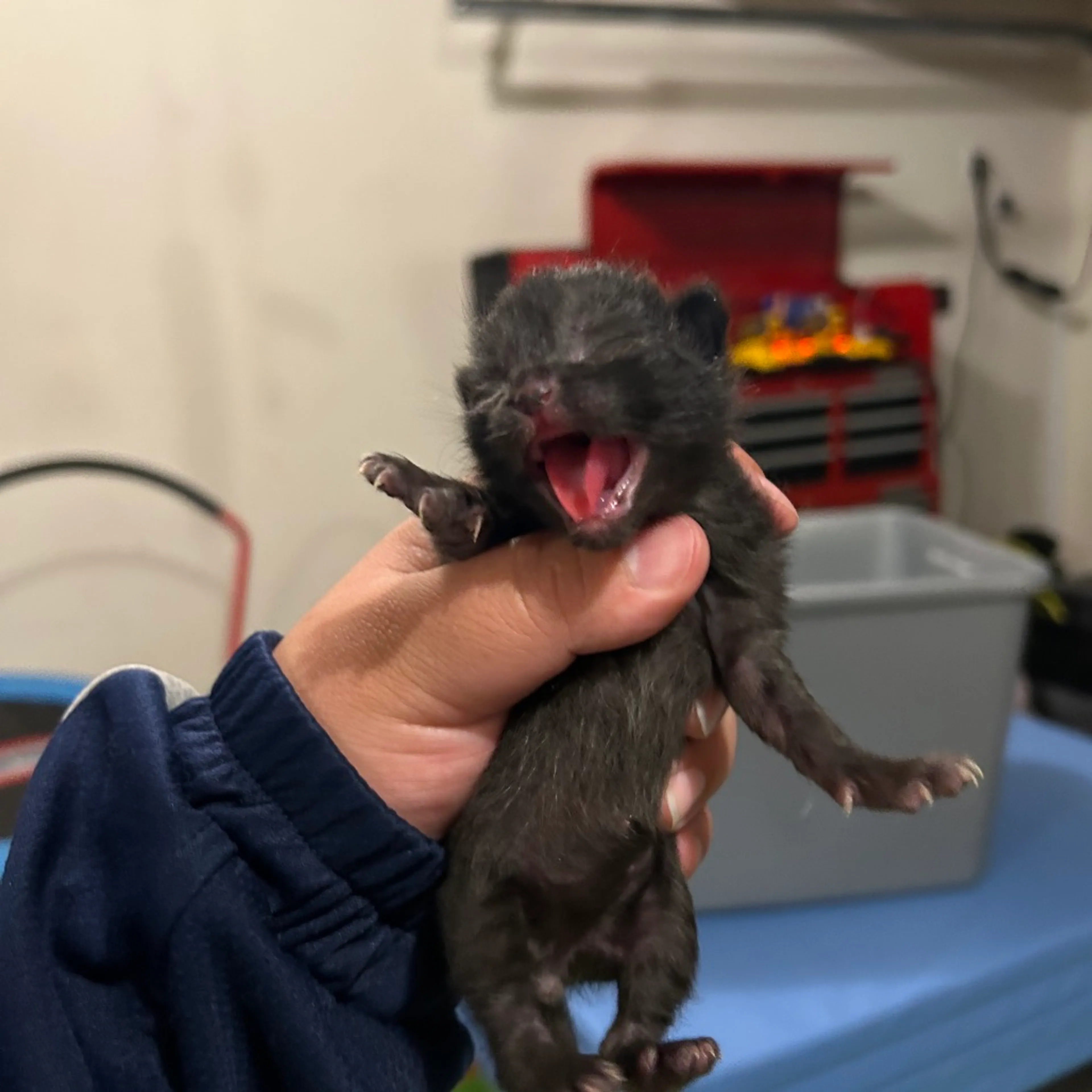 Found pet