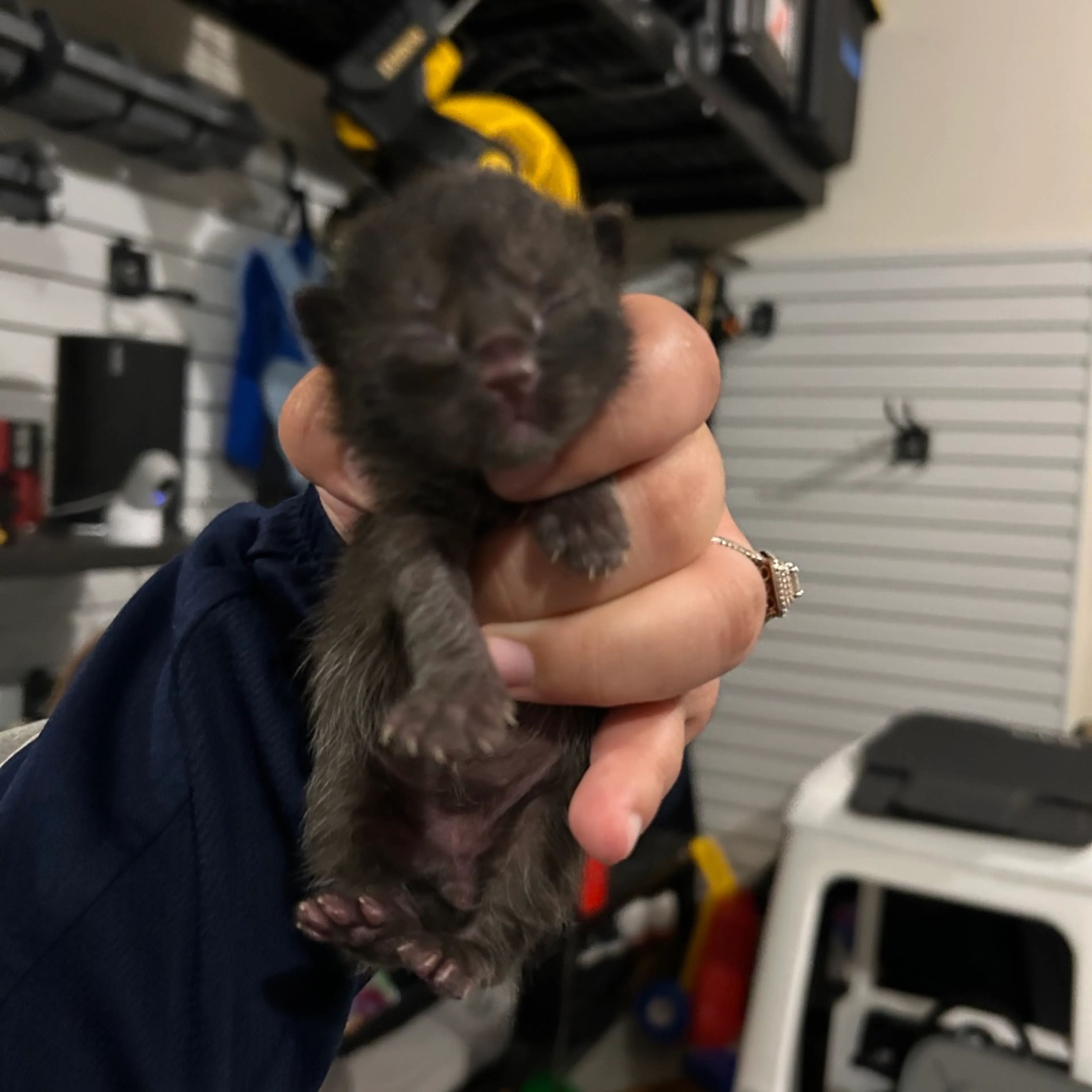 Found pet