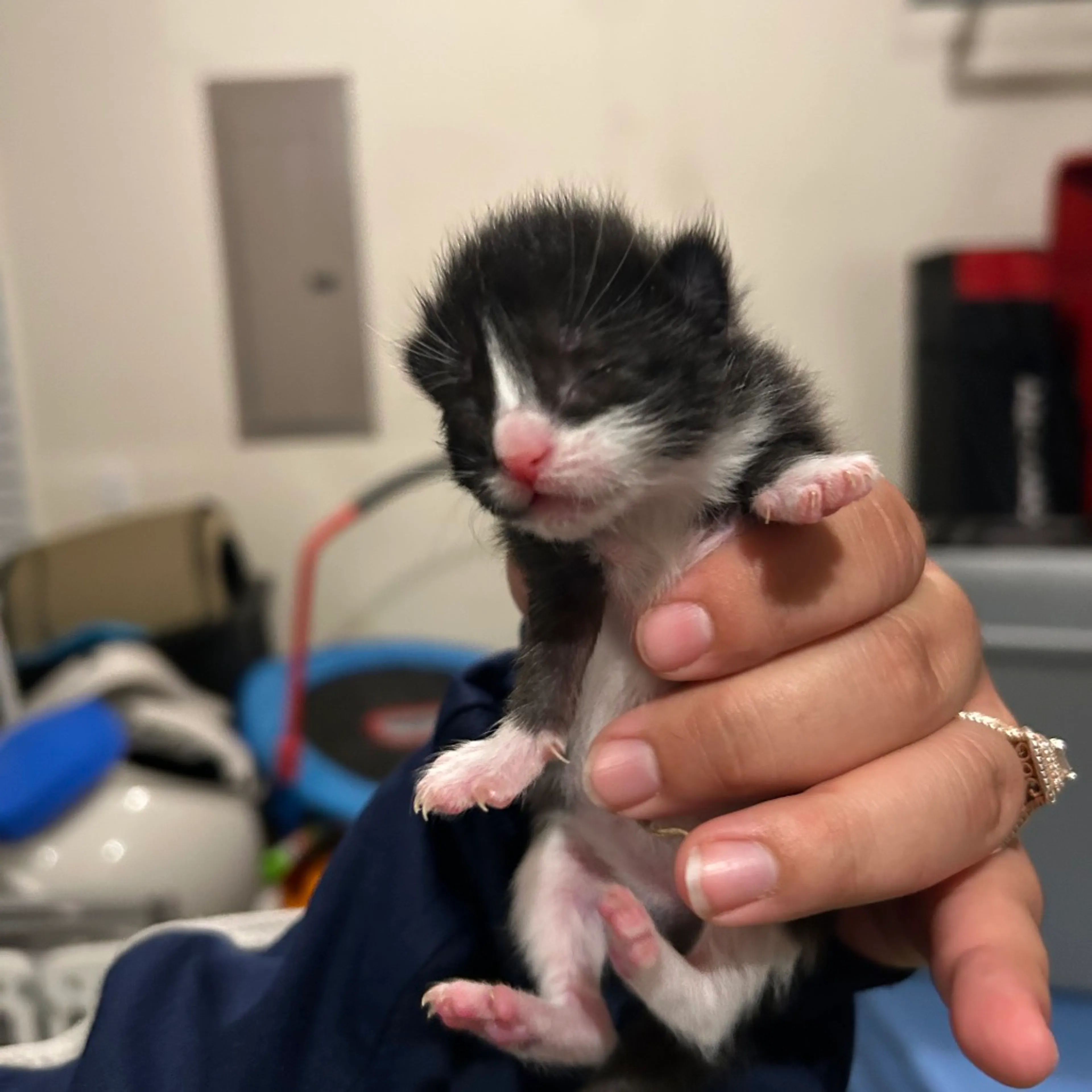 Found pet