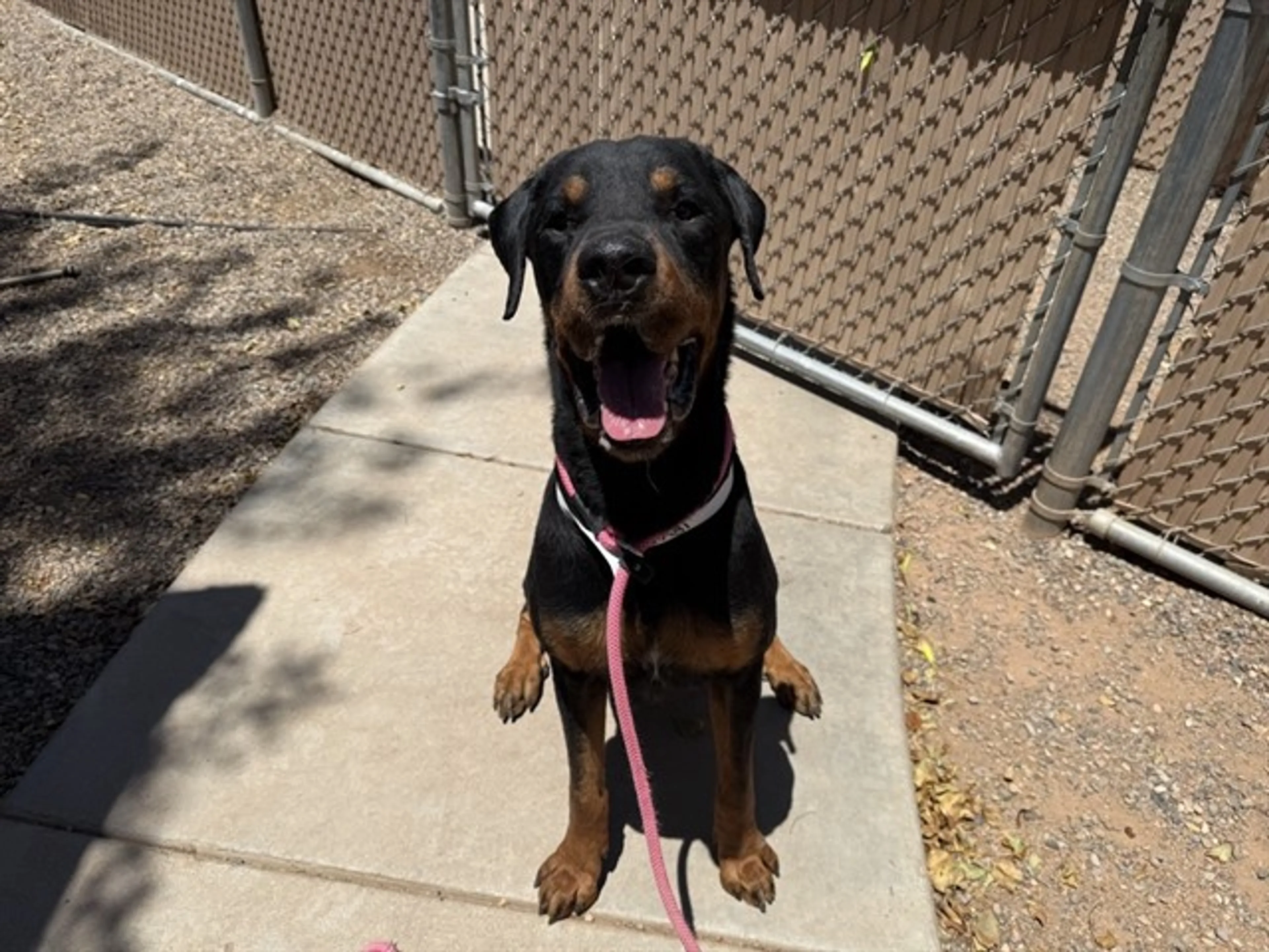 Found pet