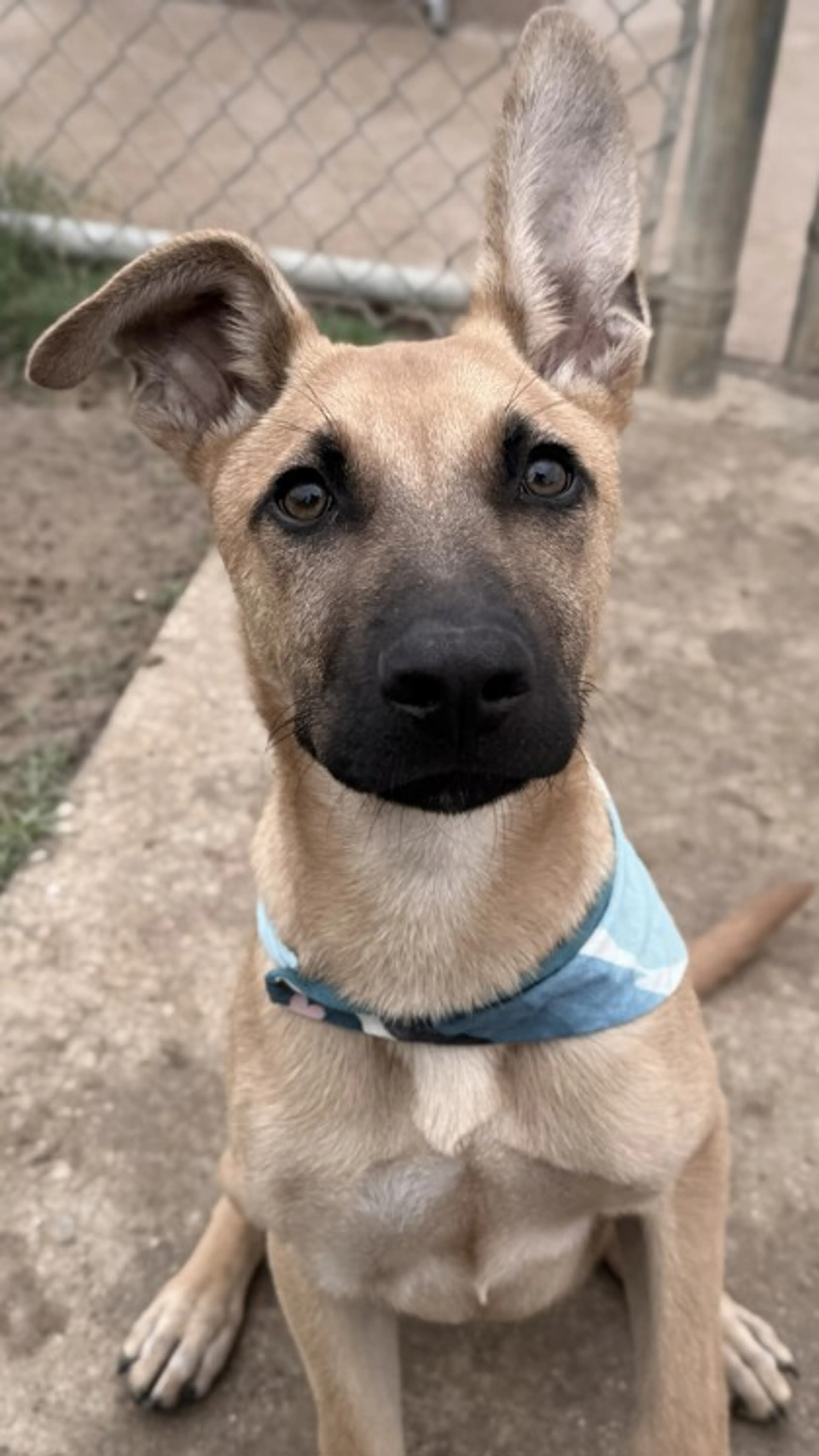 Found pet-2