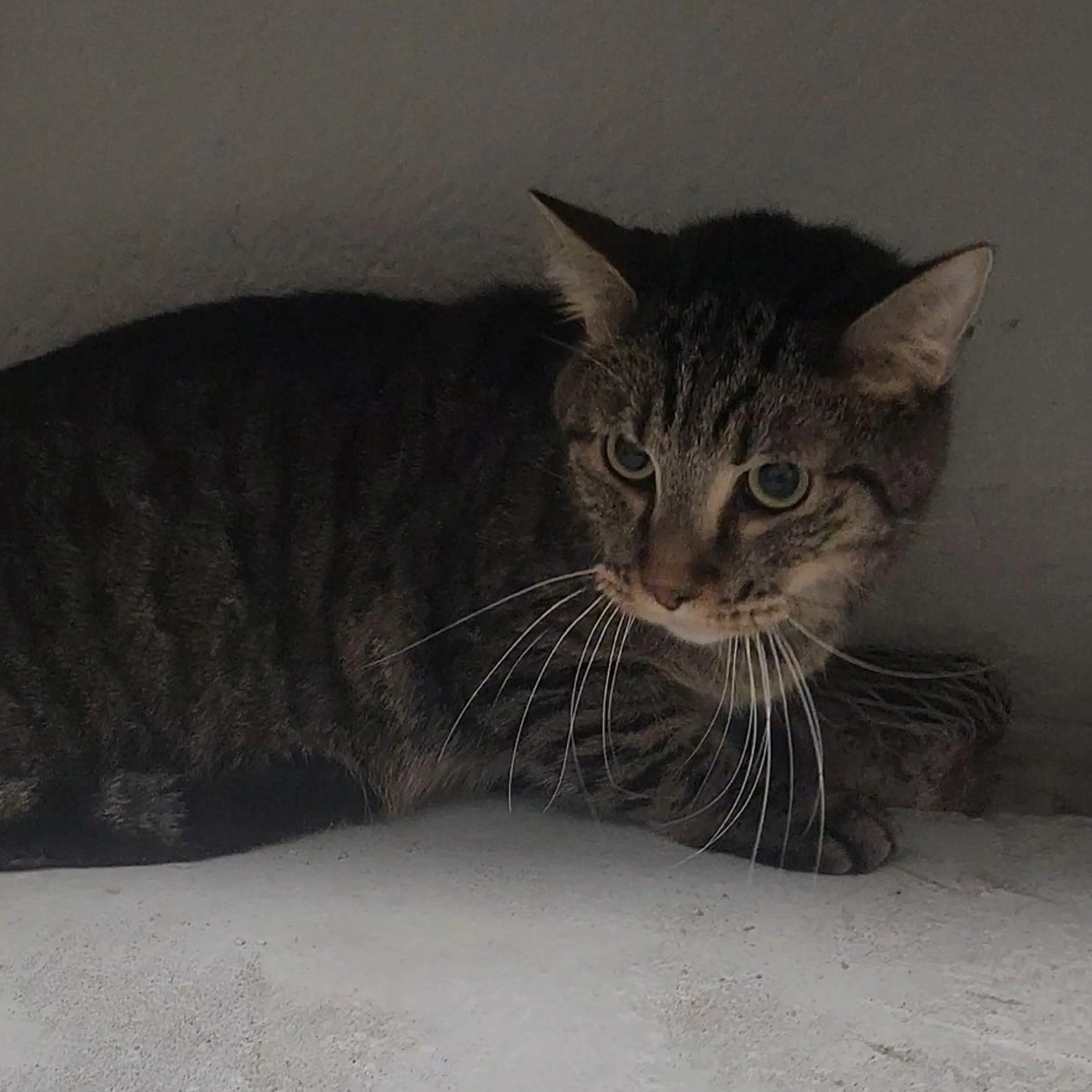 Found pet